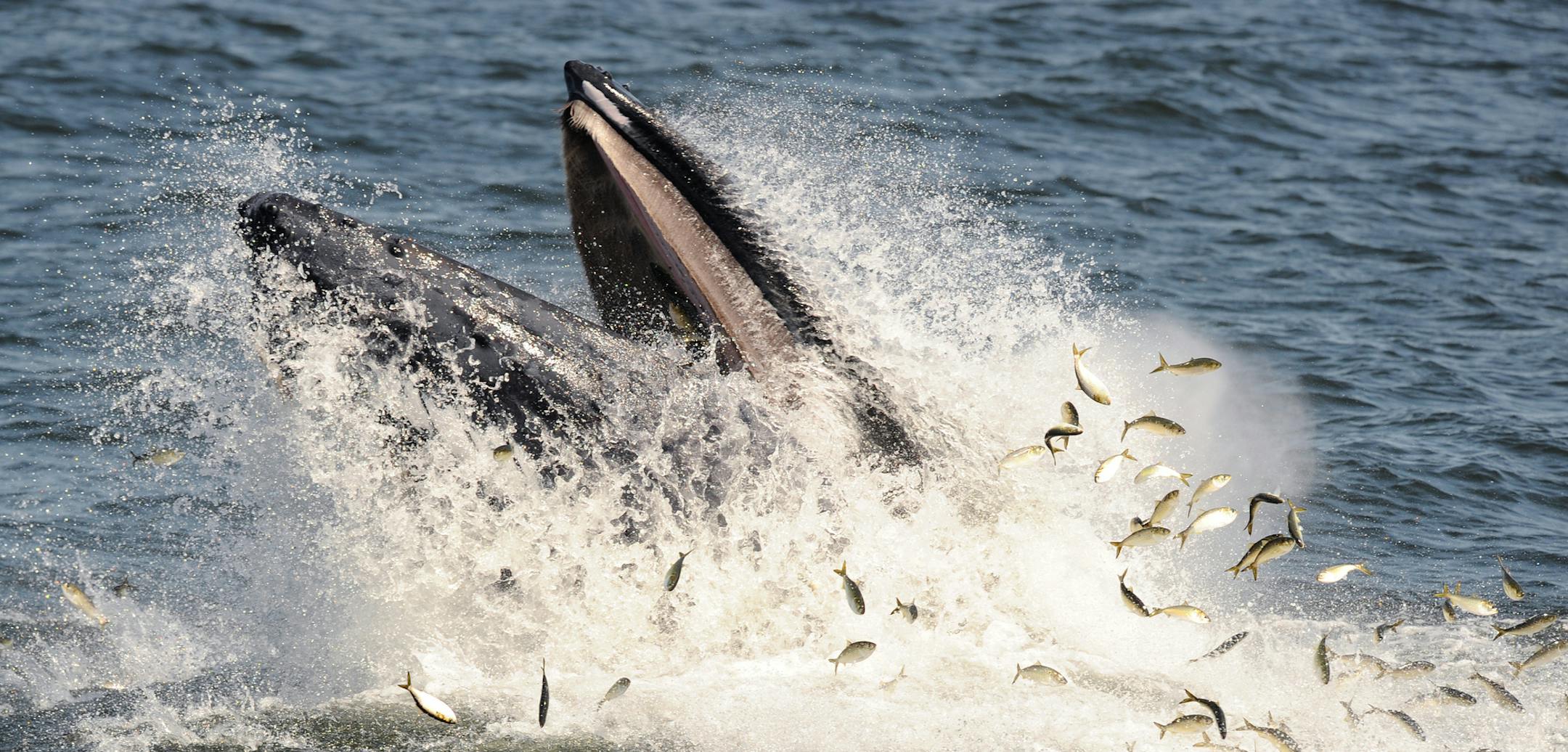 A humpback whale feeds on bunker fish as local whale watchers enjoy the view, there have been more sightings this year as whales feed off of New York harbor and Monmouth County. The Gotham Whale group takes out hundreds of people aboard the American Princess Wednesday, Aug. 27, 2014. (AP Photo/The Record of Bergen County, Tyson Trish)