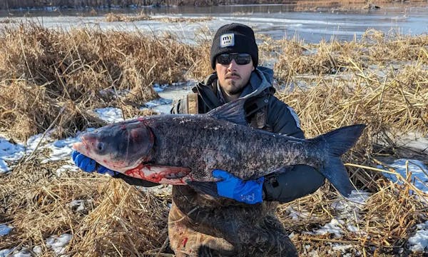 DNR invasive carp specialist Brian Glasow held a fish netted near Trempealeau, Wis. This monster is representative of the invasive carp that increasin