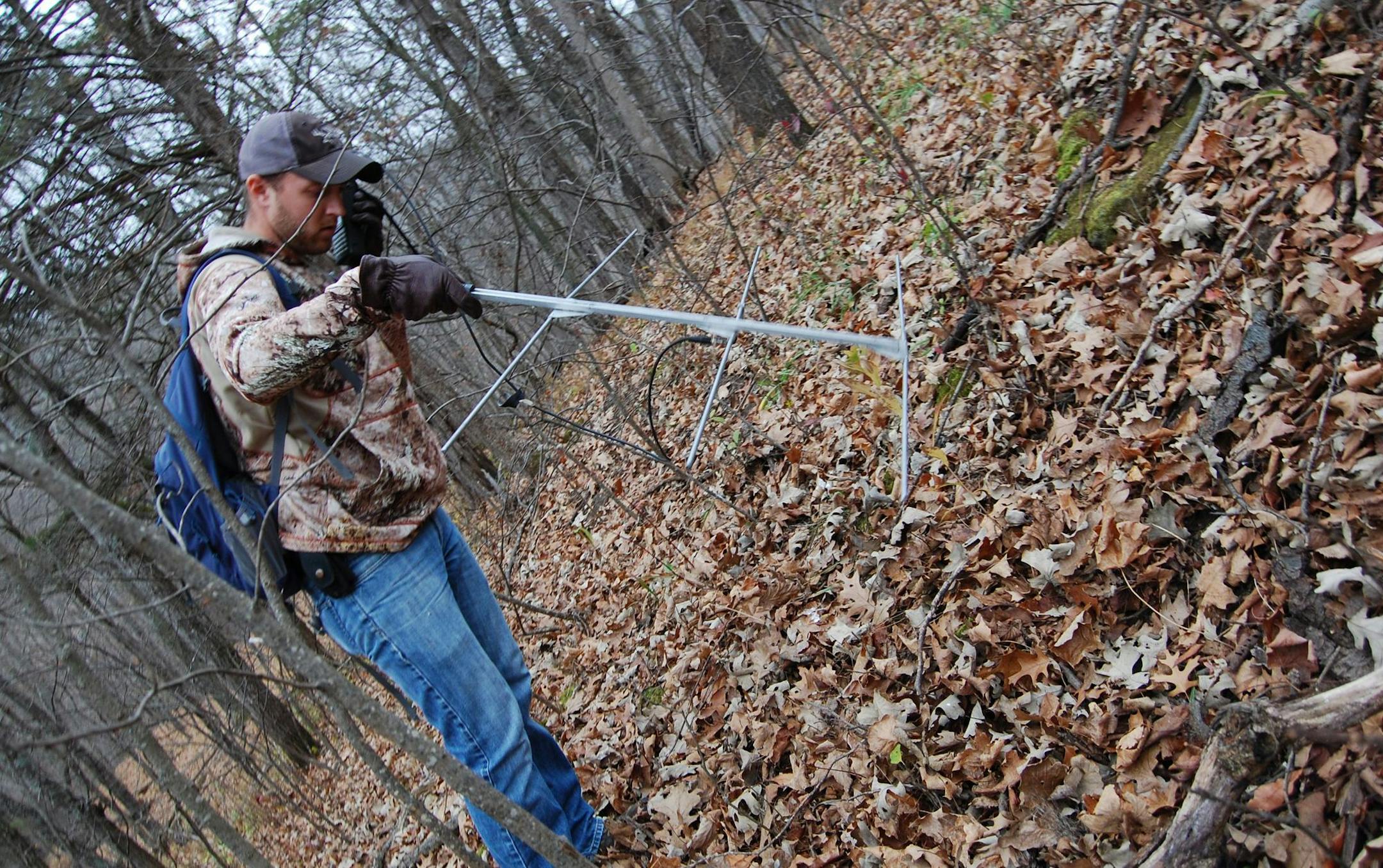 DNR wildlife research biologist Ryan Tebo uses a handheld antenna and scanner to hone in on the signal from a radio collar that has gone into &#xec;mortality mode,&#xee; indicating a squirrel that has not moved for 24 hours or longer.