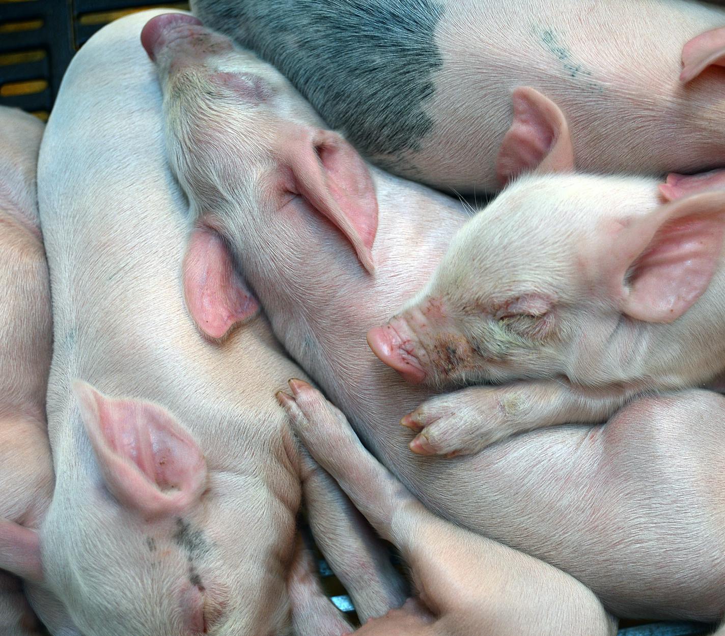 Today was the first day of the Minnesota State fair in Falcon Heights, Minn on Thursday August 22, 2013 .These young piglets slept in a pile in the swine barn.] Richard.Sennott@startribune.com Richard Sennott/Star Tribune St Falcon Heights Minnesota Thursday 8/22/13) ** (cq) ORG XMIT: MIN1308221613405668