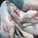 Today was the first day of the Minnesota State fair in Falcon Heights, Minn on Thursday August 22, 2013 .These young piglets slept in a pile in the sw