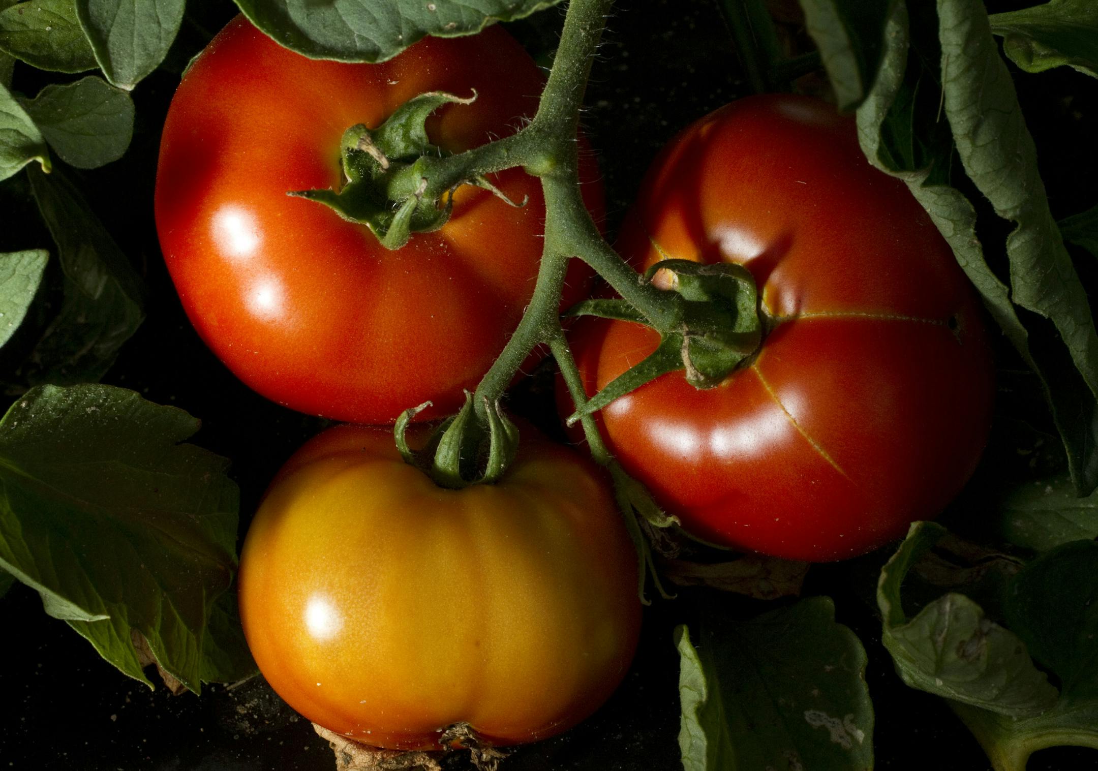 Ah, summer: Heirloom tomatoes hang on vines.