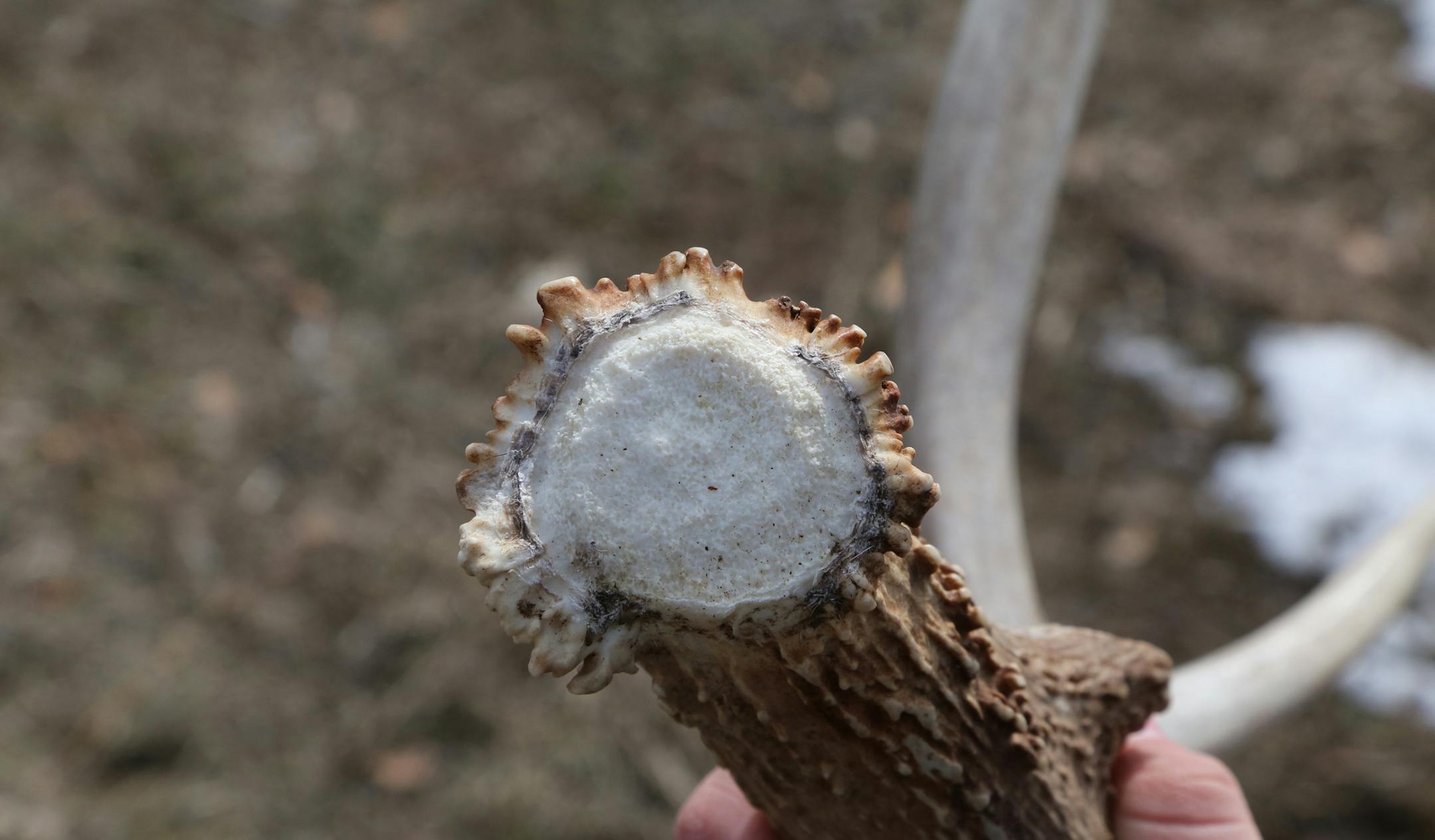 Antlers shed by deer carry a particular odor that trained dogs seek to find and retrieve the sheds. In shed-finding competitions, antlers are doused with artificial scent that mimics the real thing.