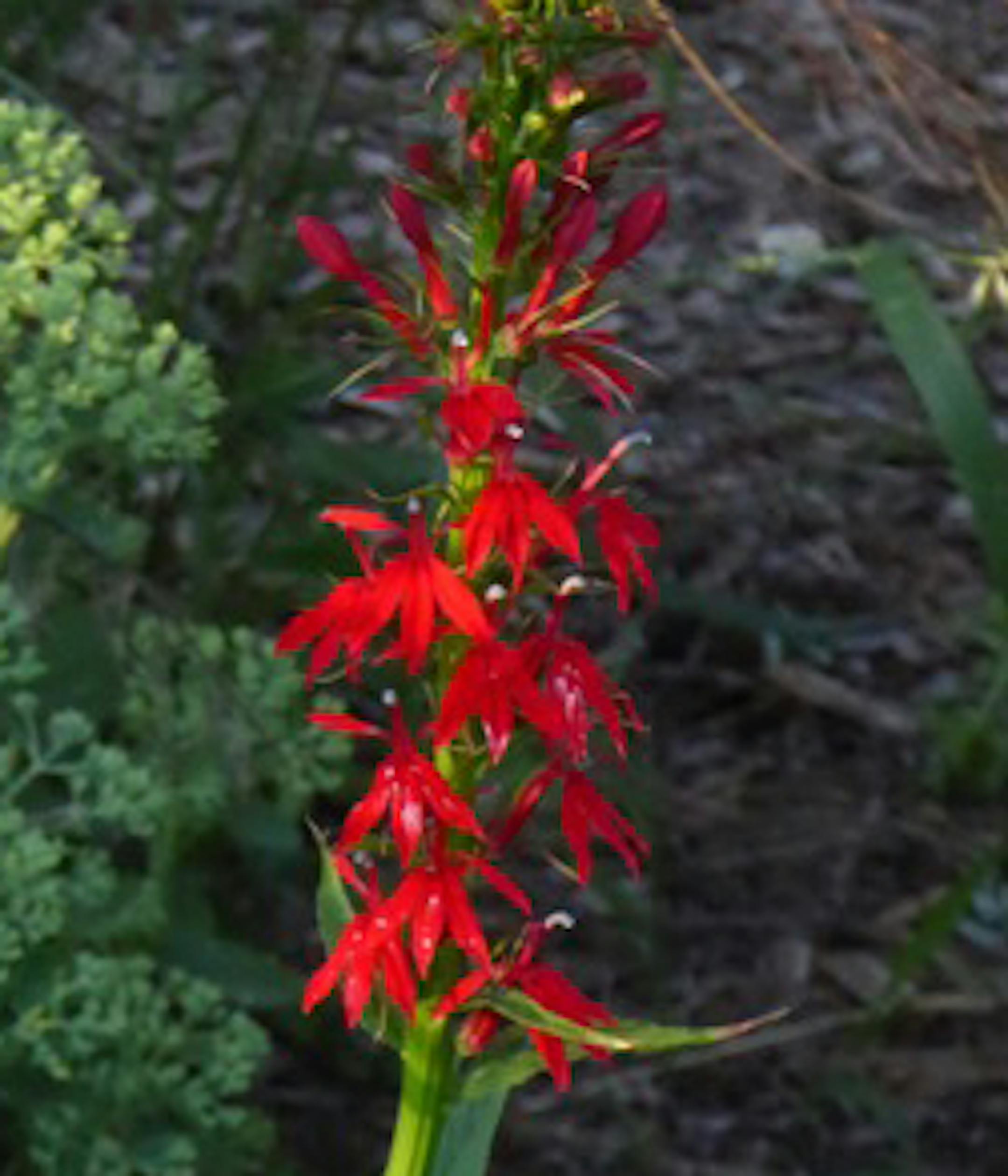Cardinal flowers feed nectar to butterflies and other insects in summer, then become seed cafes in the fall. Val Cunningham, special to the Star Tribune