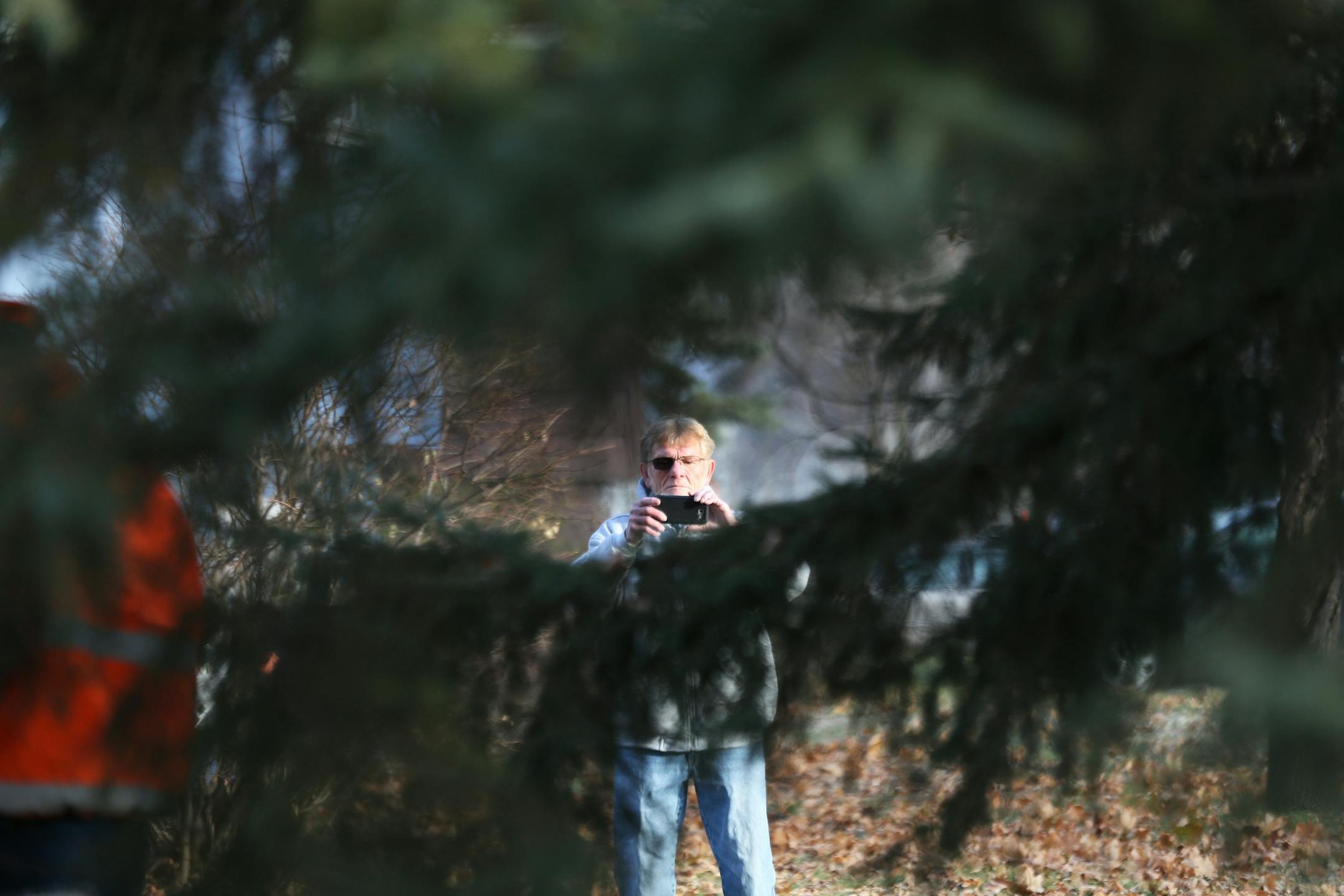 Bob Brass watched as Anoka city crews removed a 44-foot Black Hills spruce tree from his yard Monday November 20, 2017 in Anoka, MN. The tree will serve as this years Christmas tree and will be placed in front of City Hall.