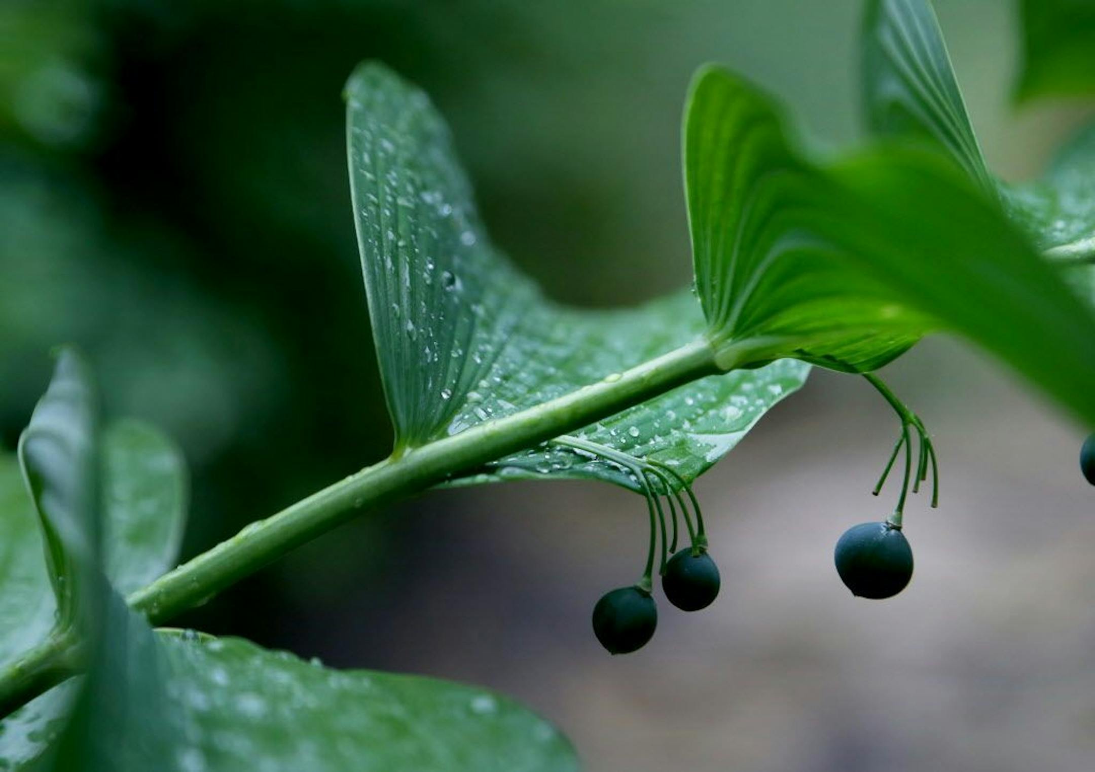 Rain droplets cling to the leaves of a Solomon's Seal plant.