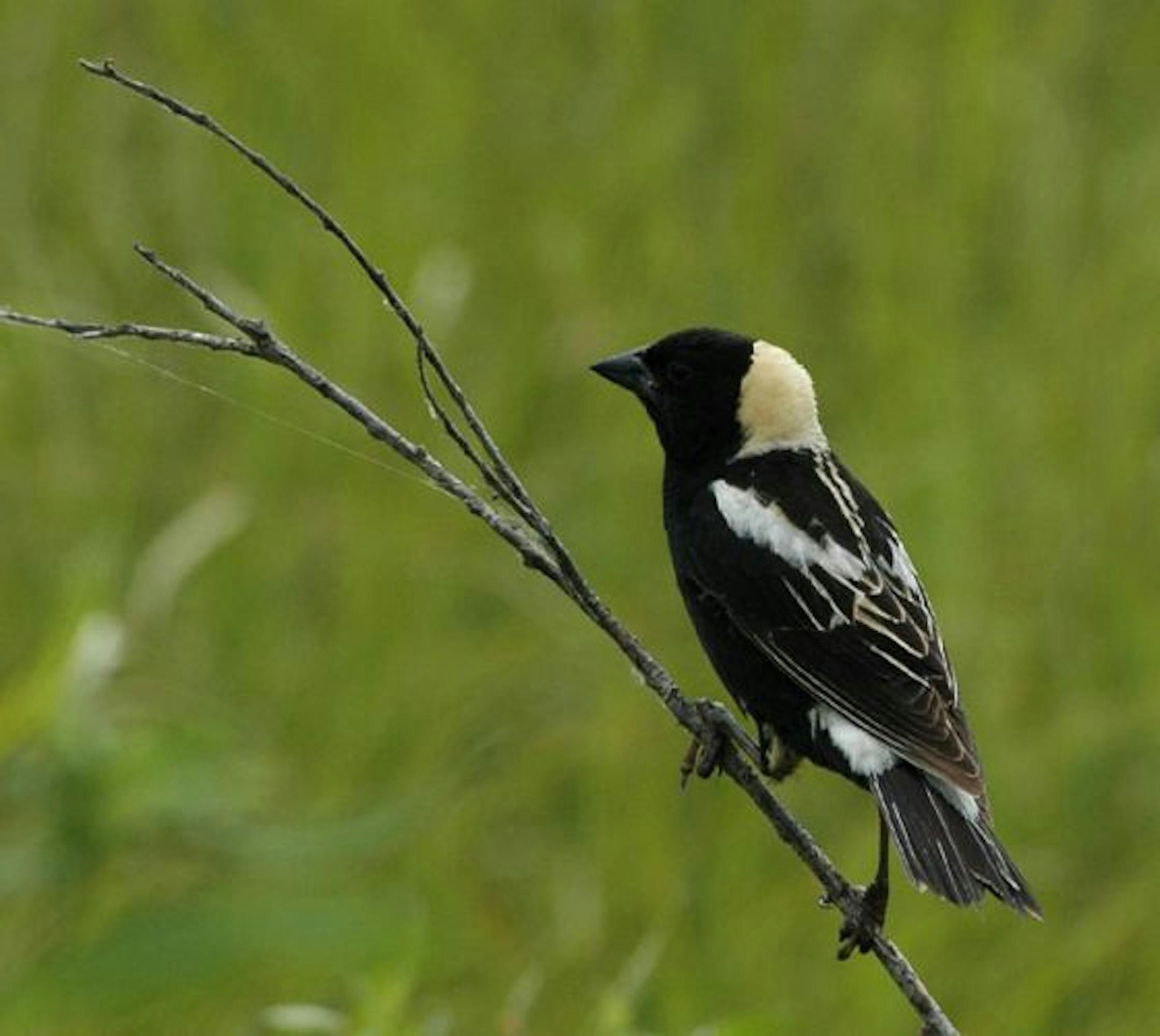 Bobolinks are among the birds sharing the land with the Jaus' dairy herd.