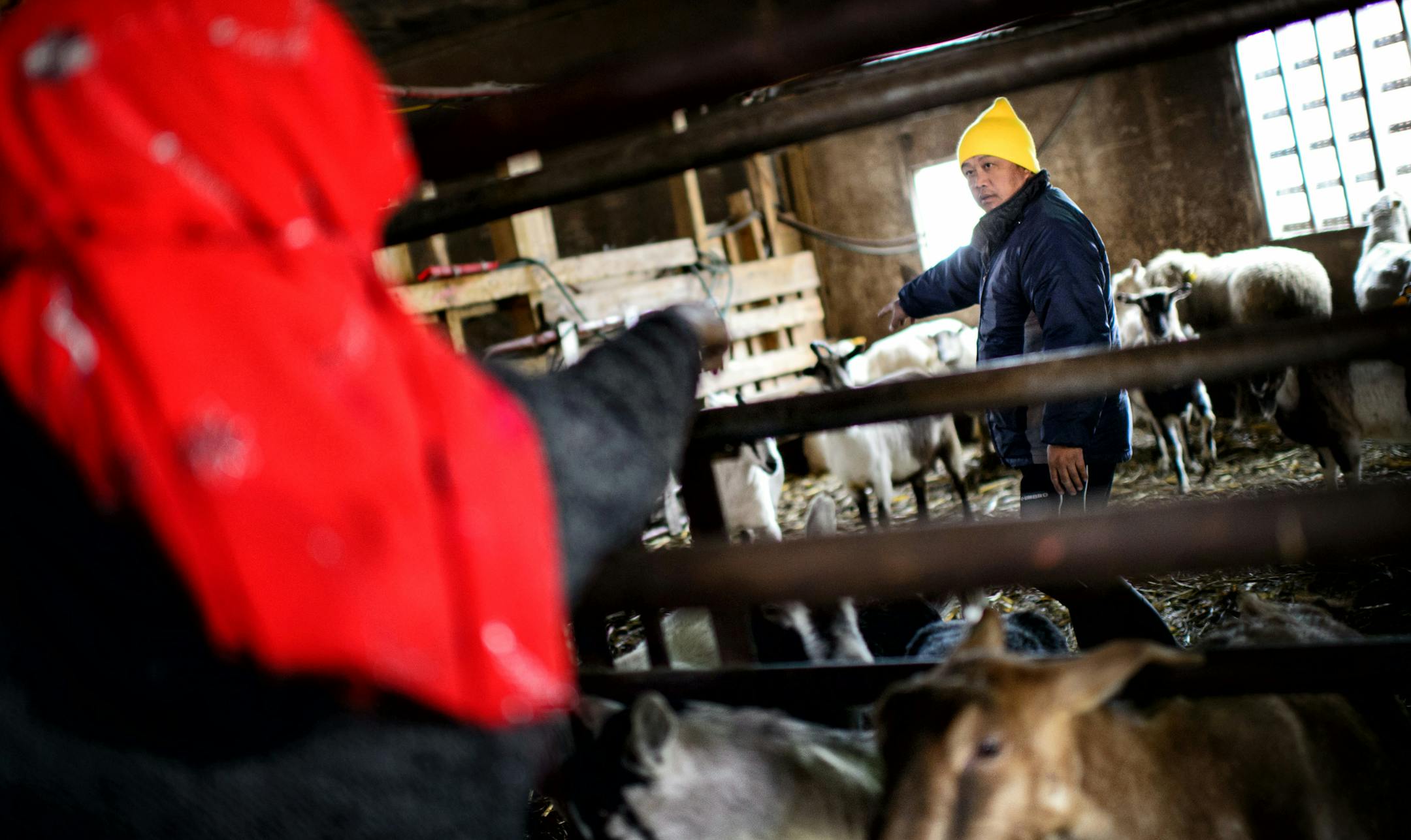 Owner Pao Yang helped his Somali customers pick out a sheep and a goat for a family celebration.