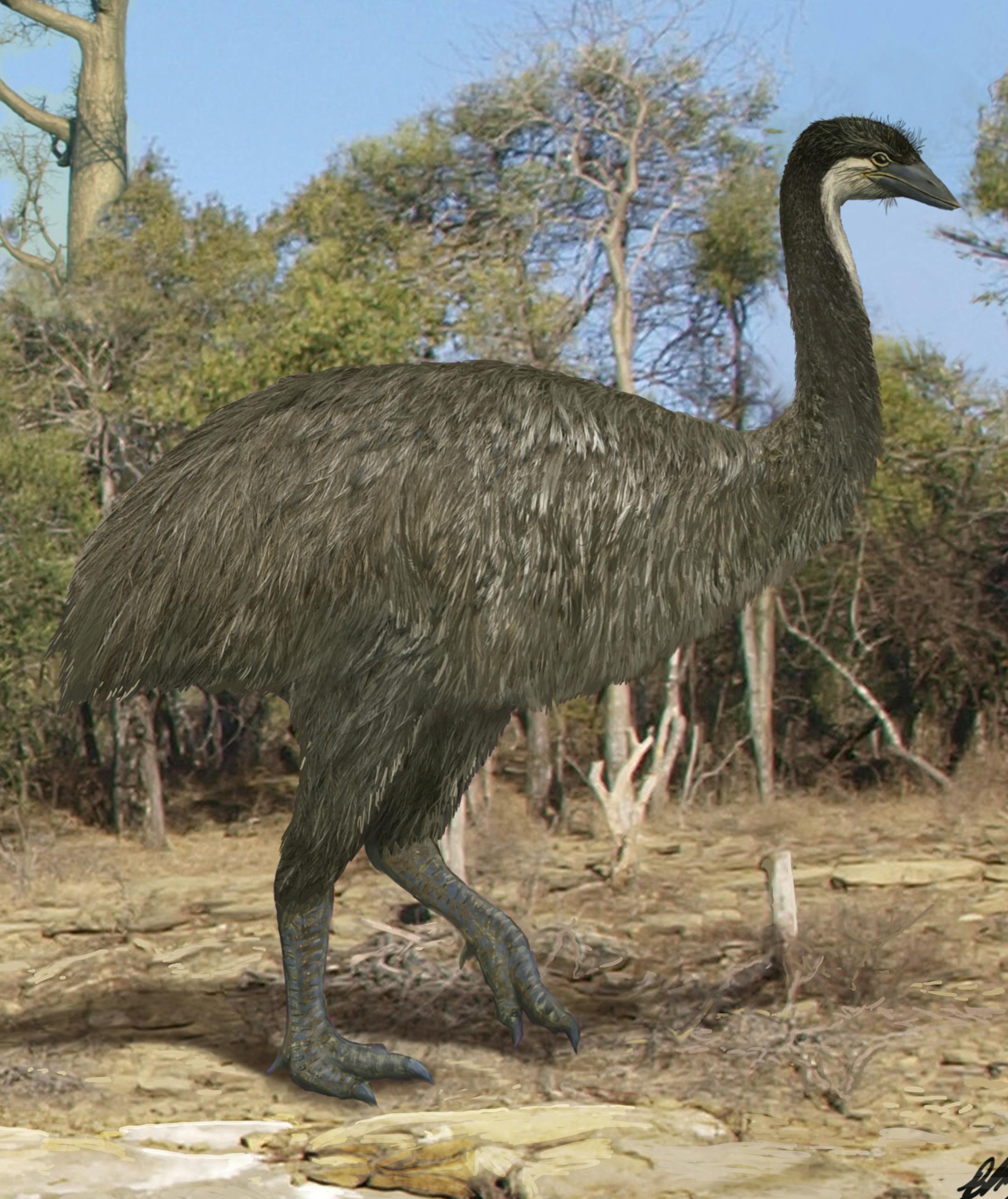 This undated artist impression, shows an elephant bird, or Aepyornis maximus, with its head towering 3 meters in the air, wanders through the spiny forest of ancient Madagascar. A report published Friday in the journal Science indicates the kiwi’s closest relative is an enormous, long-extinct bird from Madagascar called the elephant bird. (AP Photo/Brian Choo)