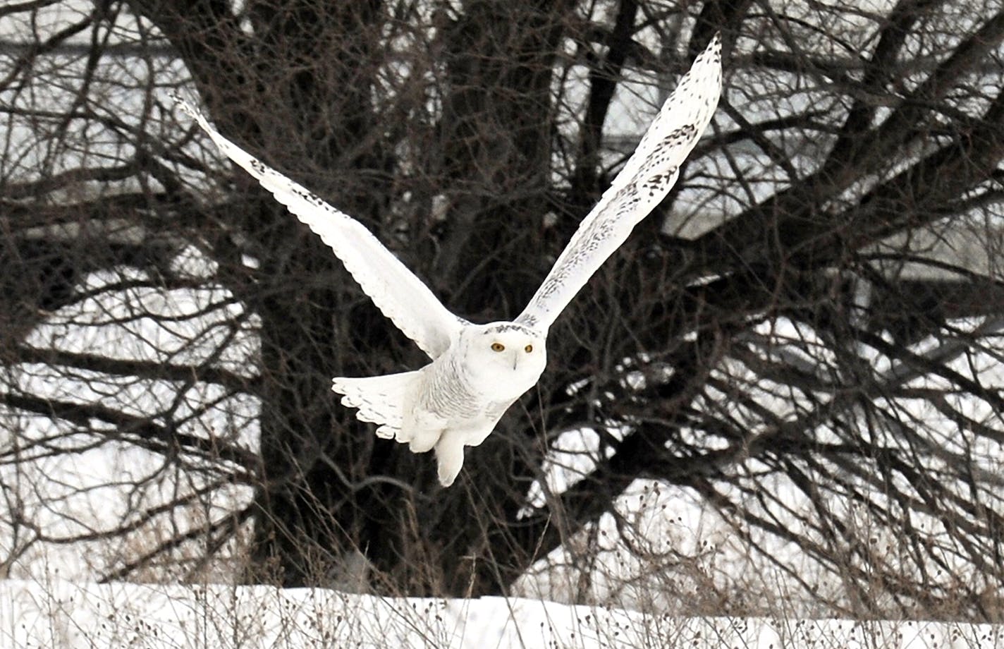 Snowy owls blend into a snowy landscape, except for those yellow eyes.