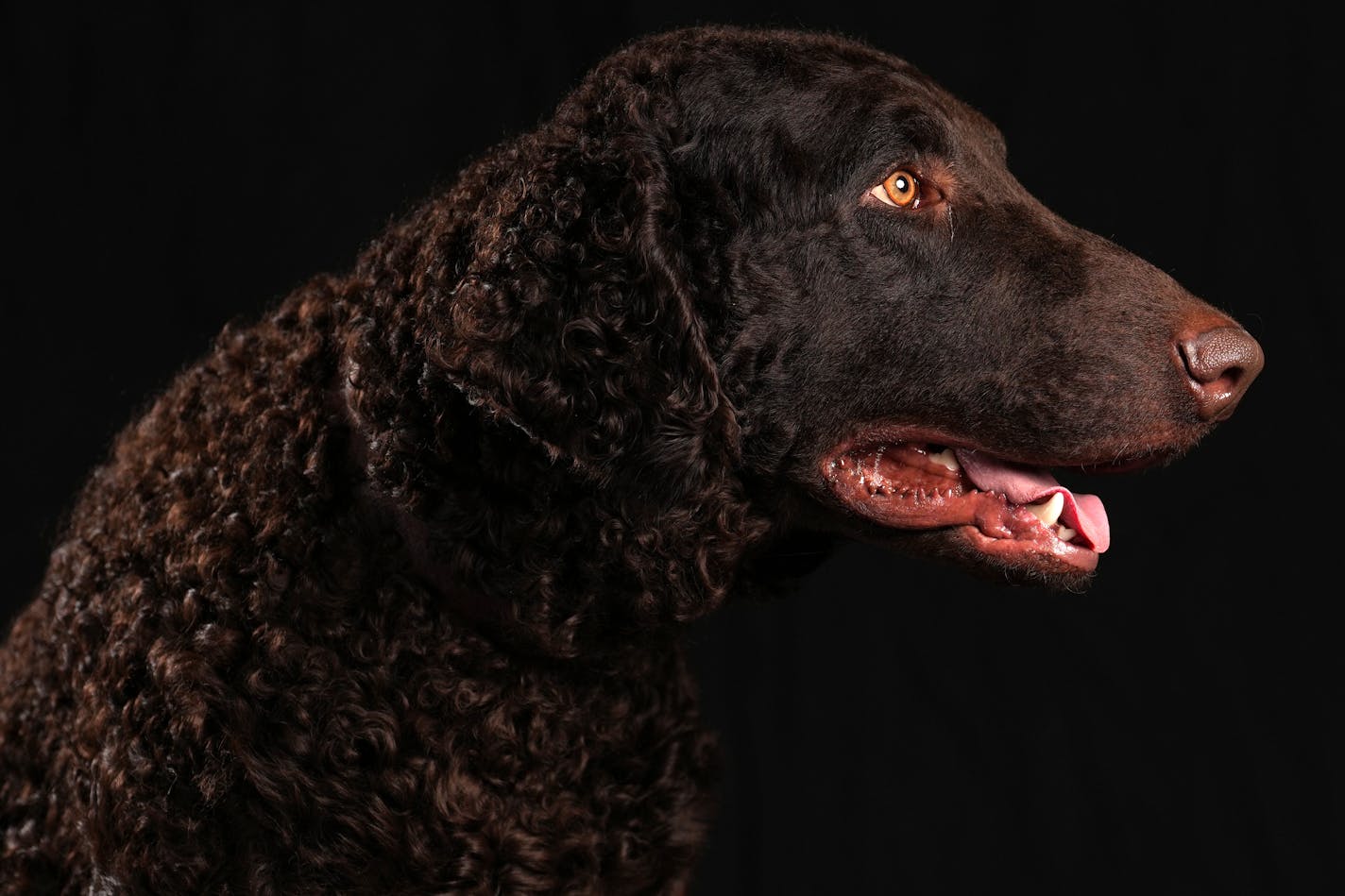 Calum, a 2-year-old Curly Coated Retriever owned by Craig Leager of Monroe, Iowa sits for a portrait ahead of the Bird Dog Parade during the National Pheasant Fest &amp; Quail Classic Friday, Feb. 17, 2023 at the Minneapolis Convention Center in Minneapolis. ] ANTHONY SOUFFLE • anthony.souffle@startribune.com