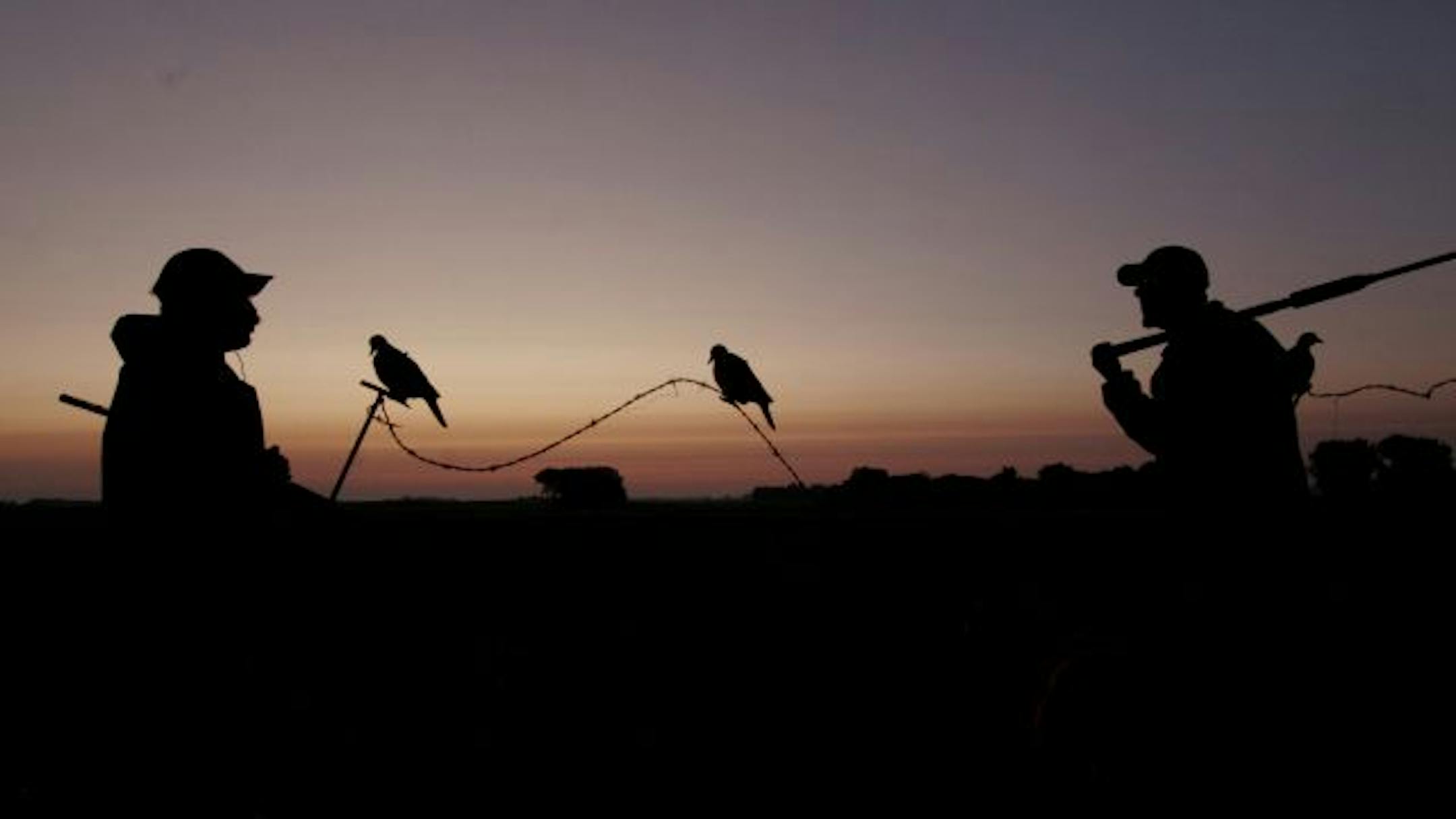 Doug Smith/Star Tribune; Sept. 2, 2009; near Sacred Heart, Minn. Tom Kalahar (right) of Olivia and Tom Ellig of Redwood Falls plan strategy for their mourning dove hunt at dawn. Between them are mourning dove decoys Kalahar has placed on strands of barbed wire in an attempt to coax birds to within shotgun range.