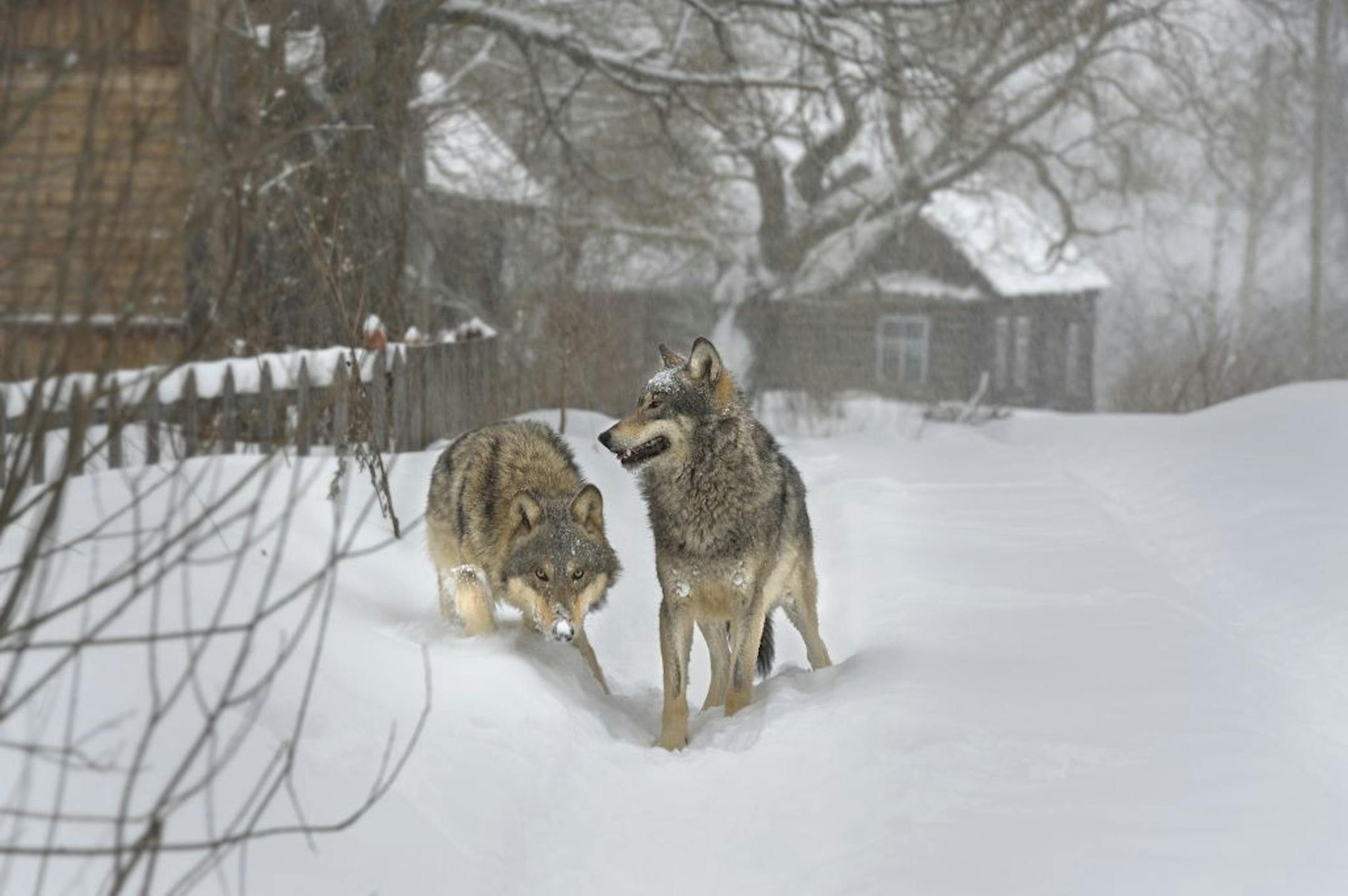 Wolves in an abandoned village in the Chernobyl exclusion zone.