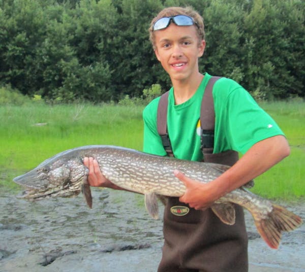 Will Claridge, 14, of Eden Prairie, caught this 38.5-inch northern in the Vermillion River near Hastings using a Mepps spinner.
