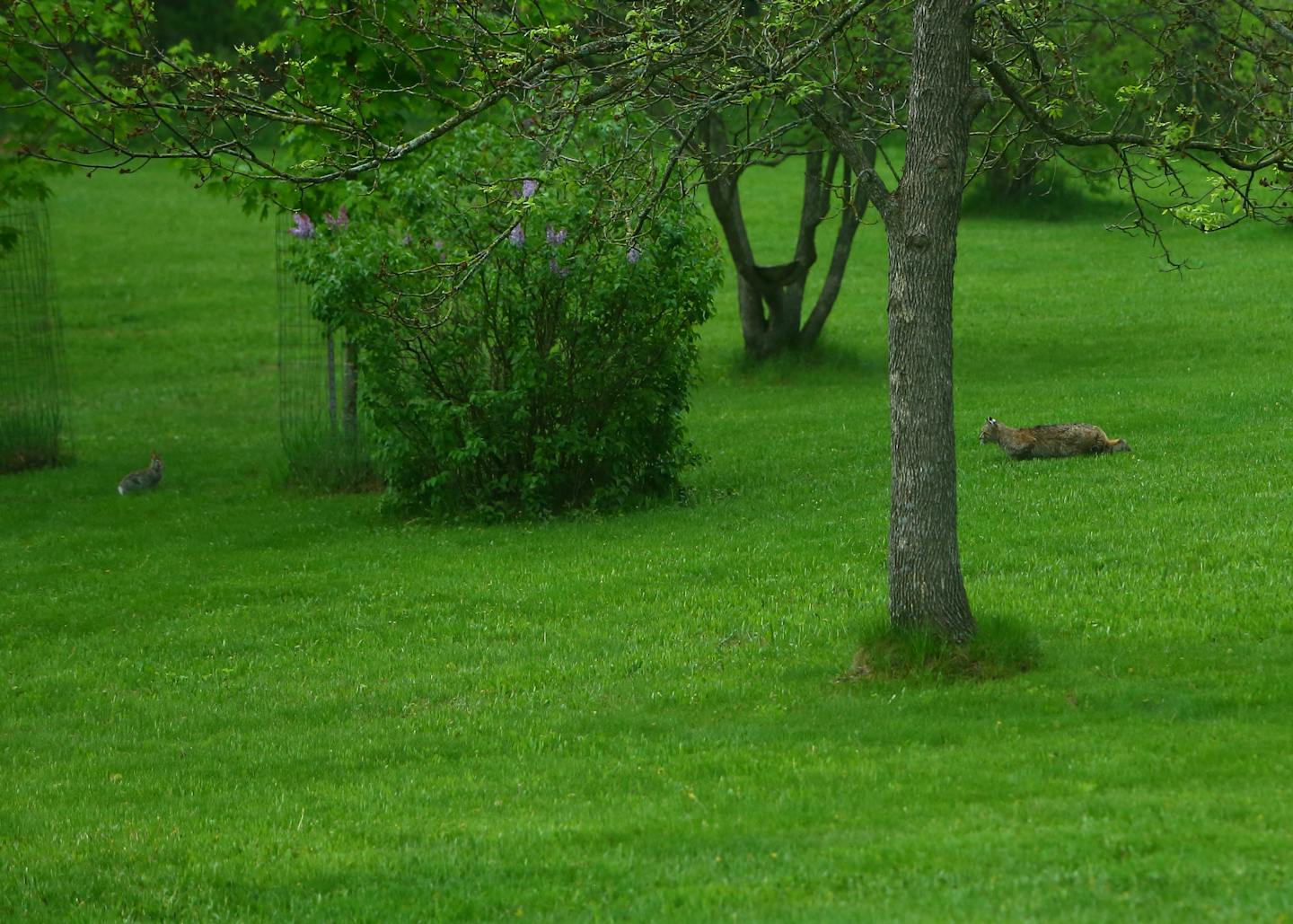 Minnesota photographer Mark Lewer gets shot of a lifetime of elusive bobcat