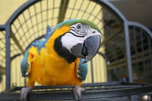 Close up of a Macaw - Blue &amp; Gold