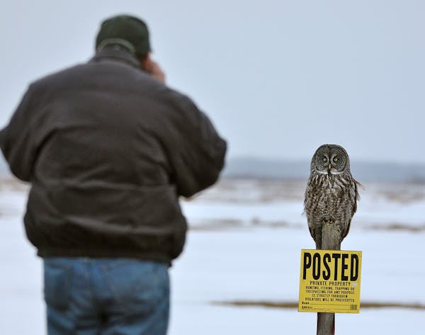 From a country road, a birder uses binoculars to get a close up view of a great gray owl, respecting the landowners property.