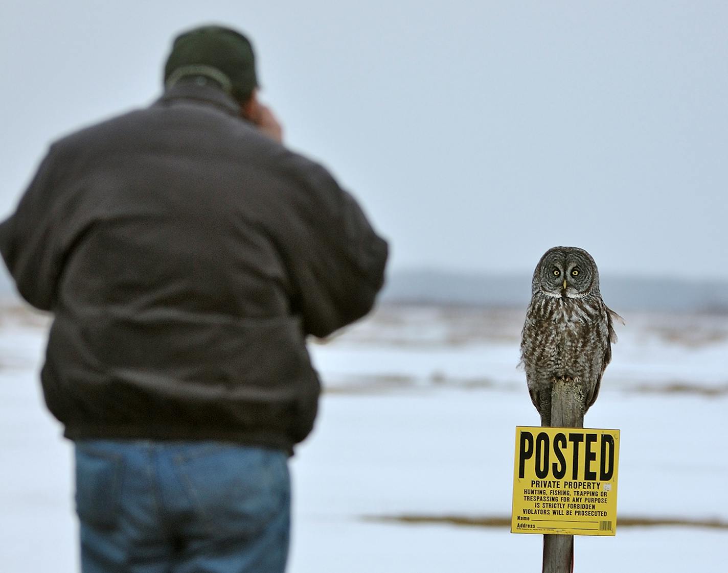 From a country road, a birder uses binoculars to get a close up view of a great gray owl, respecting the landowners property.