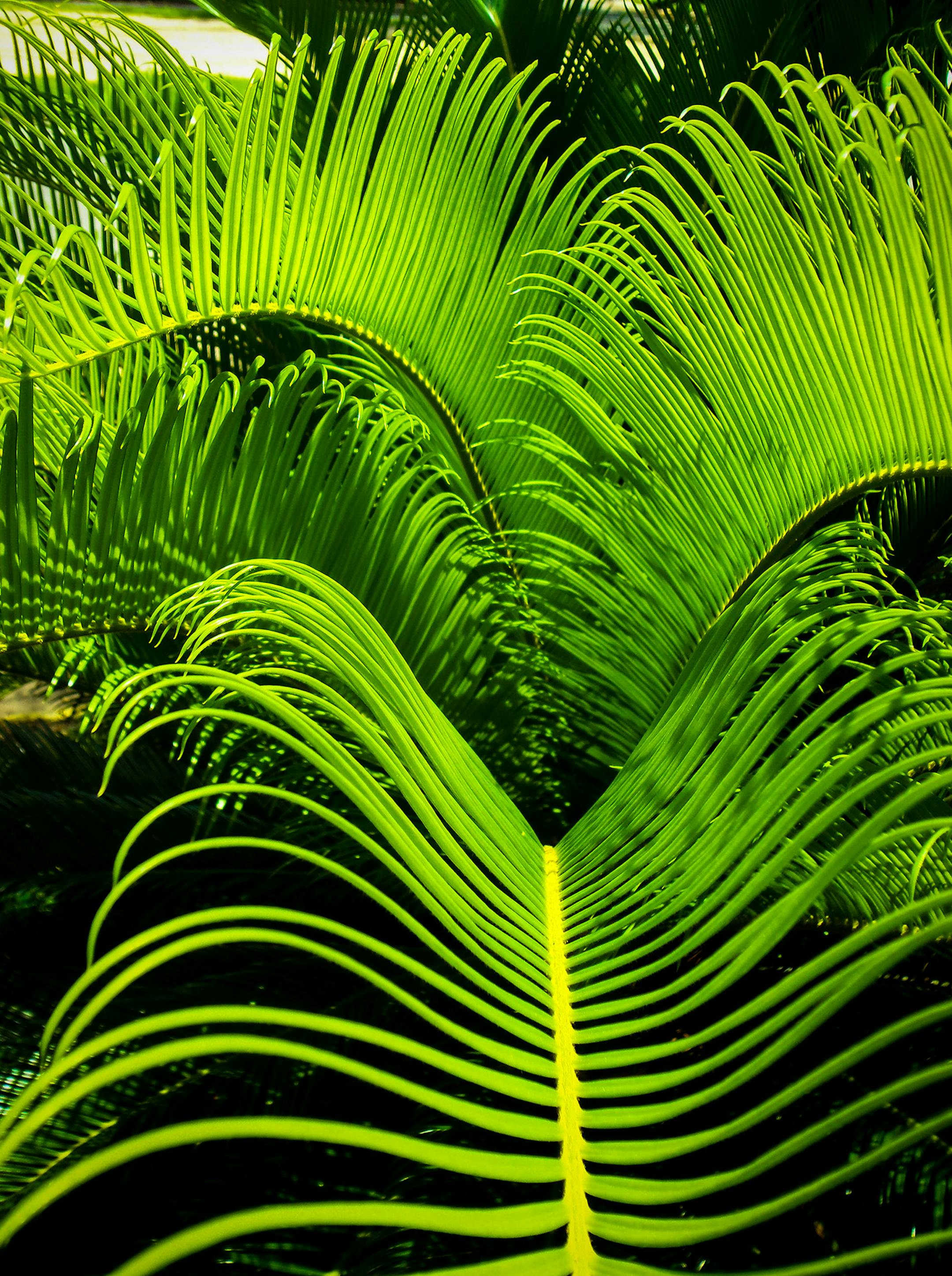 palm tree branches from a trip to Costa Rica.
Dennis Nisler, Shoreview