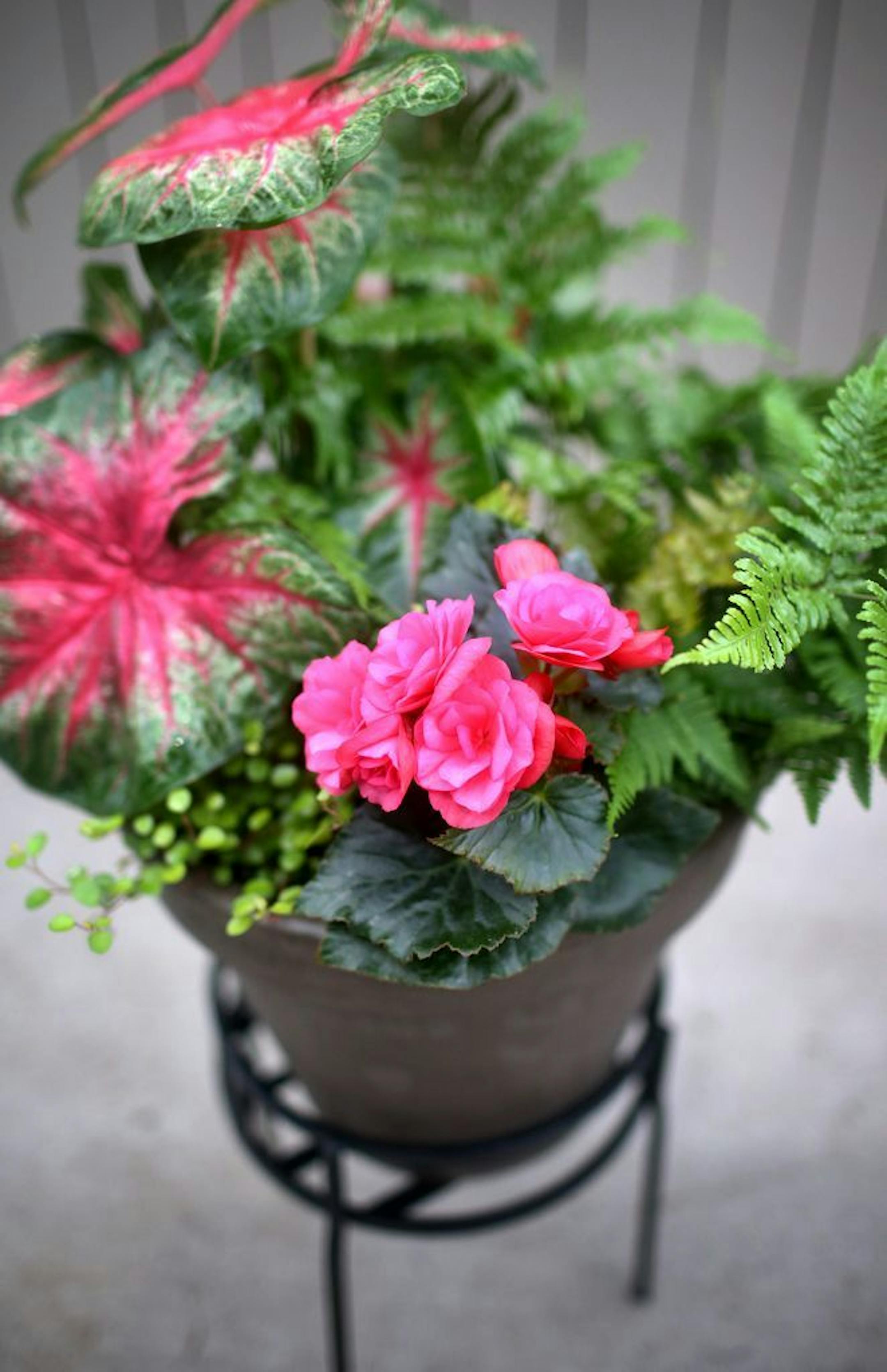 Painting in a Pot - Shade container garden from Sunnyside Gardens.