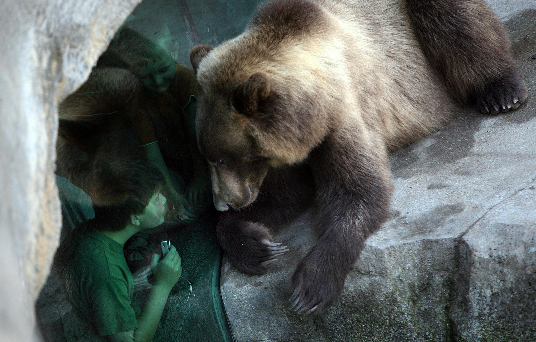 A boy gazed into the intense, woeful, often resplendent eyes of a grizzly bear through multiple panes of glass at the Russia's Grizzly Coast exhibit at the Minnesota Zoo on Friday. The exhibit was designed with safety in mind, while providing close views of the majestic animals.