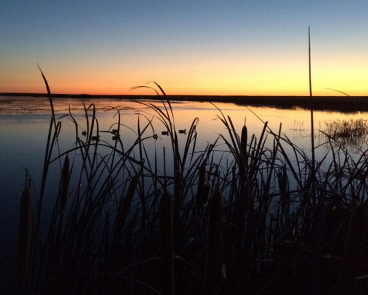 Decoys set and dawn arrives. The scene is beautiful and iconically autumnal. But where are the ducks?