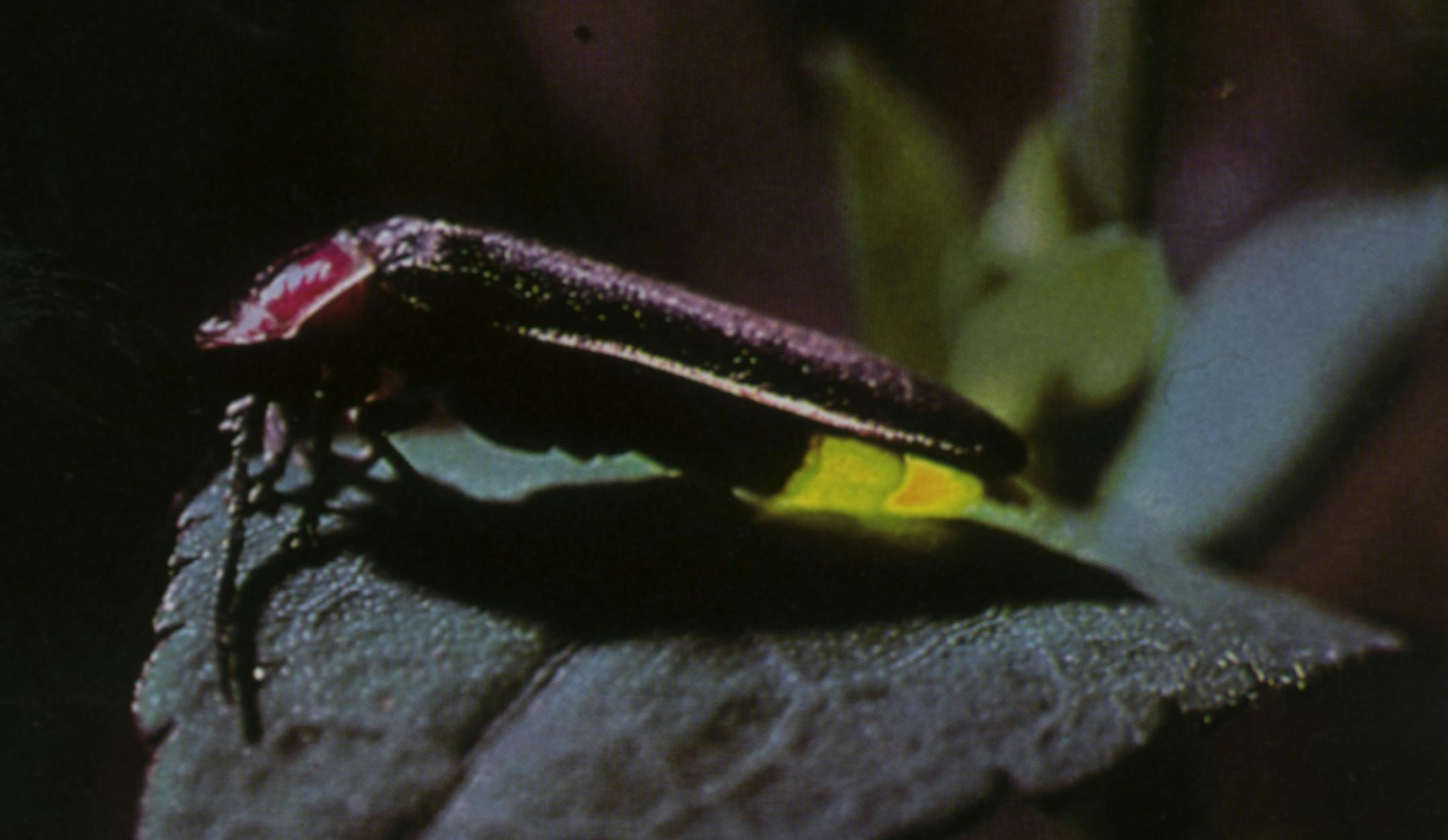 pyralis firefly, short article ran 07/03/95 in the variety rail.