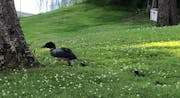 Video of a loon and its babies hopping on land toward Cass County’s Roosevelt Lake has gone viral online.