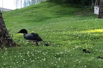 Video of a loon and its babies hopping on land toward Cass County’s Roosevelt Lake has gone viral online.