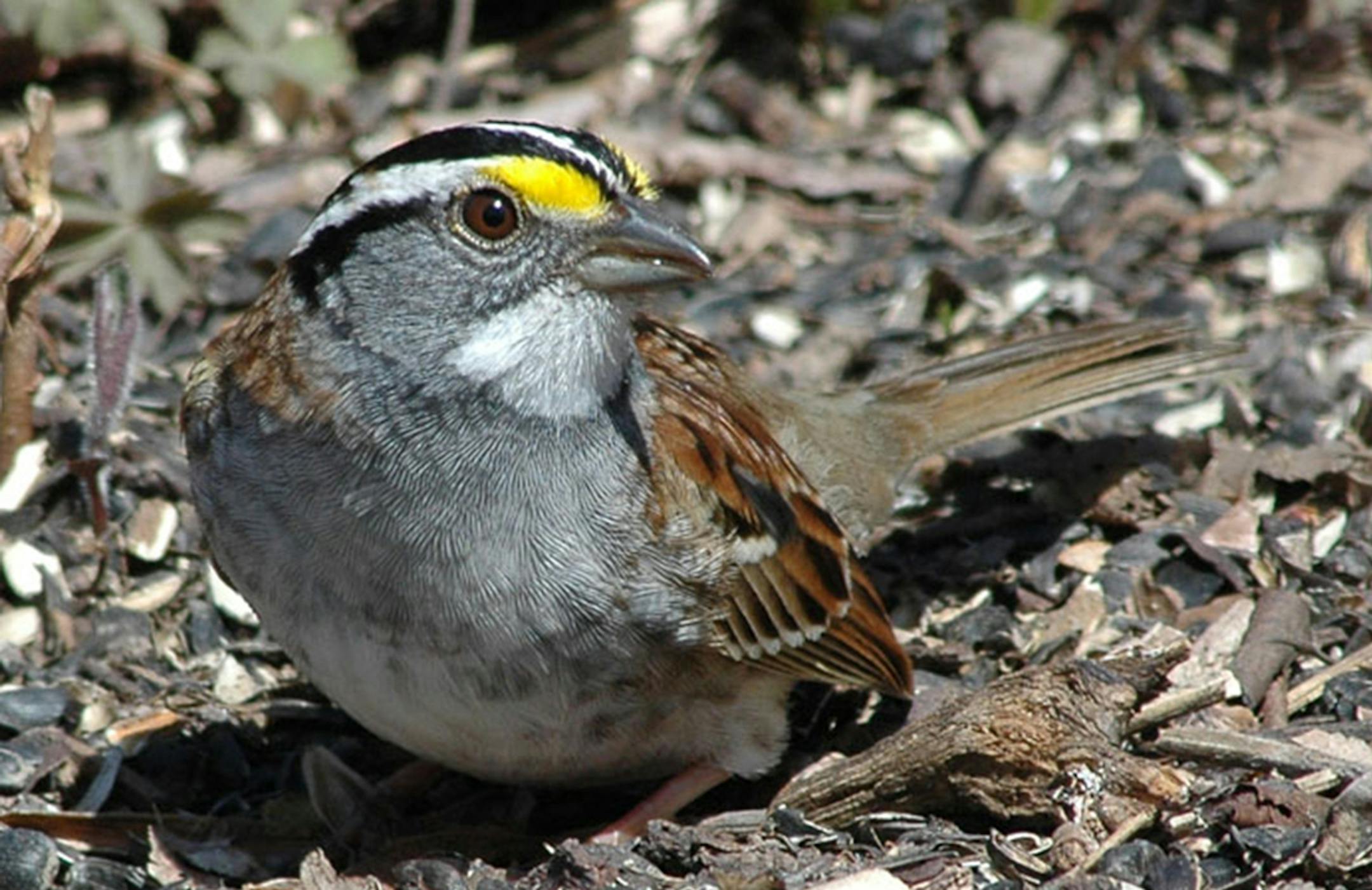 This white-throated sparrow and the one shown below are variations of the same species.