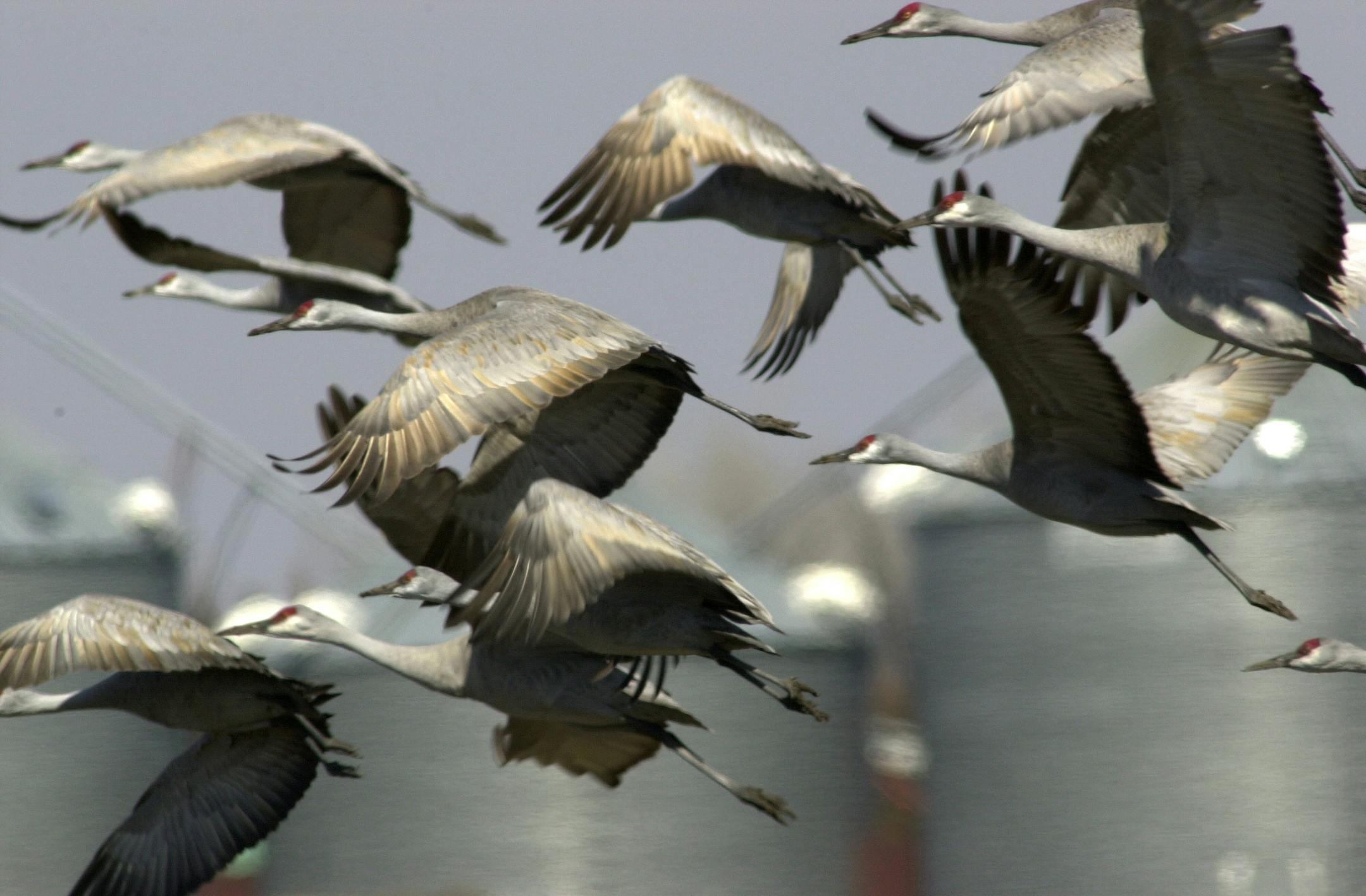 GENERAL INFORMATION: Sandhill crane migration in Nebraska.
IN THIS PHOTO: Frightened by a passing truck, sandhill cranes leave a corn field near Gibbon, Nebraska.