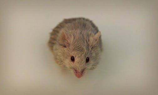 A transgenic (Tg2576), "forgetful" mouse stood on a platform in a water maze in Dr. Karen Ashe's lab. The mouse uses visual cues in order to remember the location of a submerged ramp.Breeding pairs of the mice have sold for as much as $700,000, but only drug companies and other businesses have had to pay the fee. In accordance with Ashe's wishes, the mice are given away free to academic researchers.