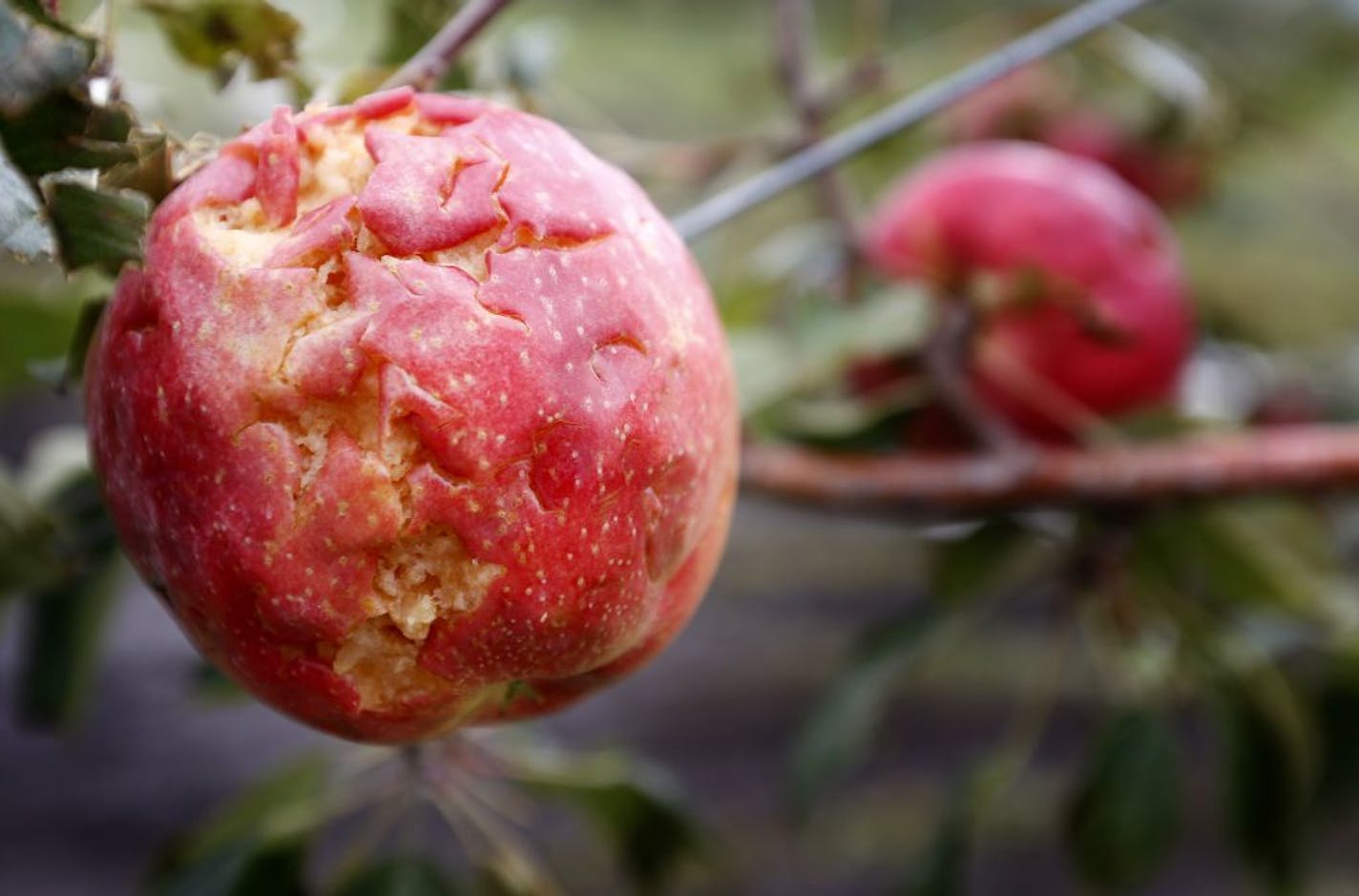 A damaged SweeTango apple in one of the orchards of Untiedt's Vegetable Farm in Waverly, Minn. The storm, which brought heavy rains and hail, damaged many of the farm's crops.