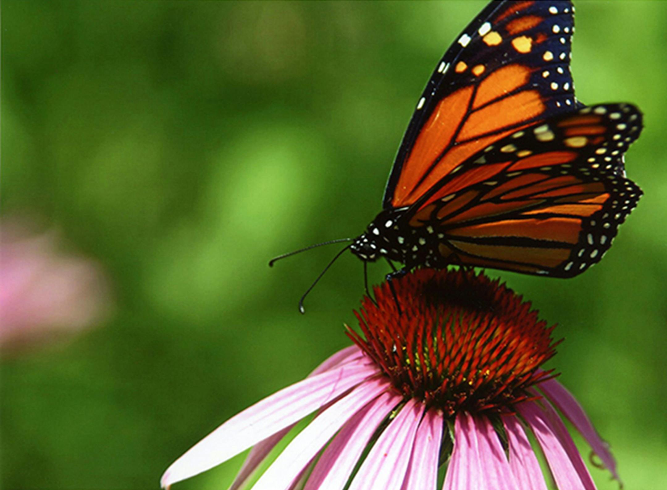 Prairie Flower Monarch, by Michael Powell, first place, nature category, 2014 New Hope photo contest