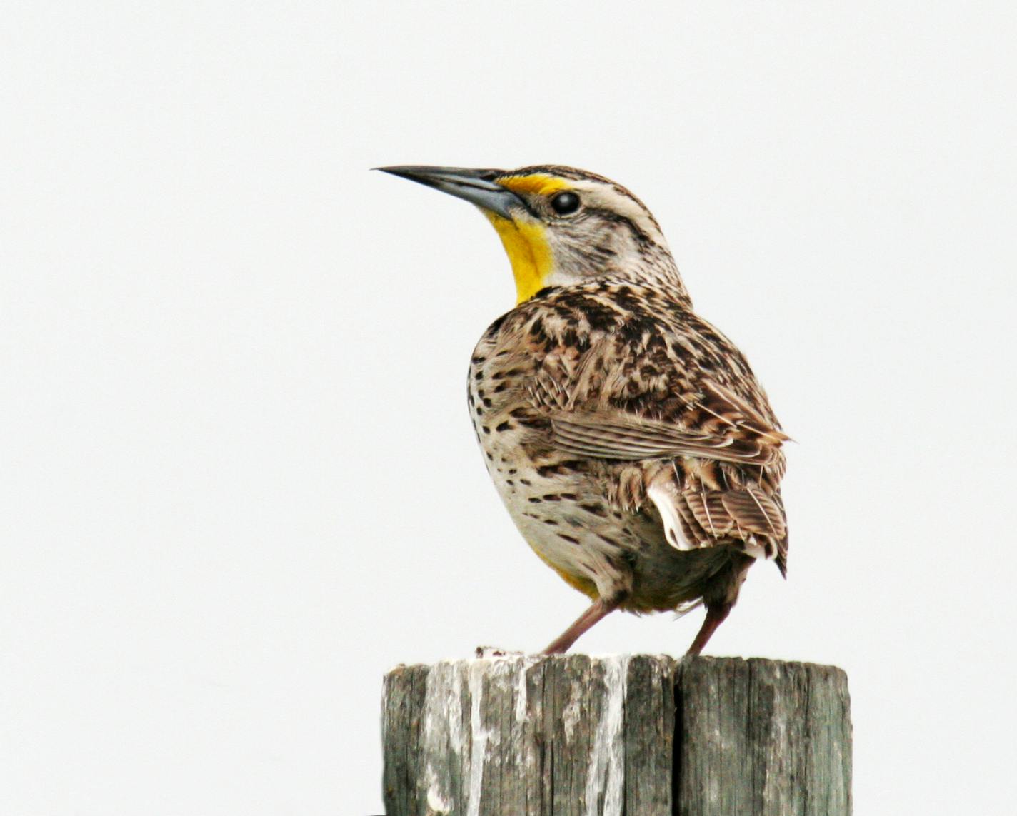 Photo by Carrol Henderson. Western meadowlark in Manitoba.