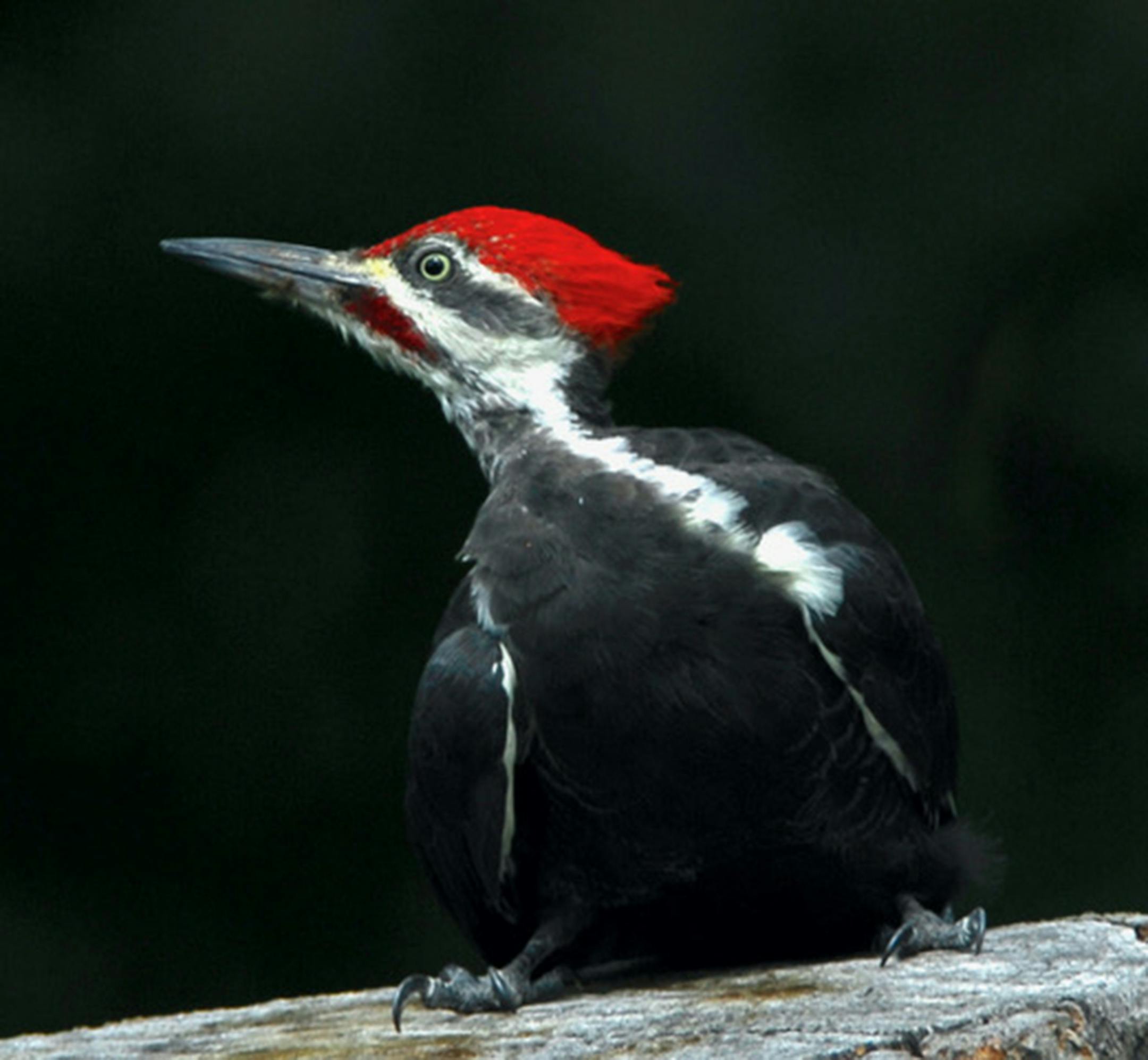 Pileated woodpecker