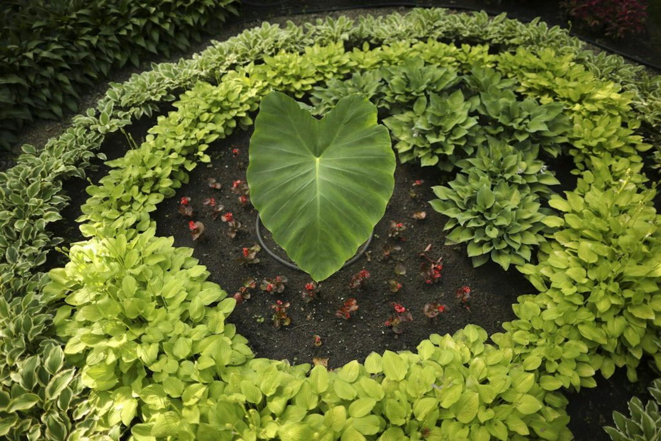 A garden bed in the front yard.