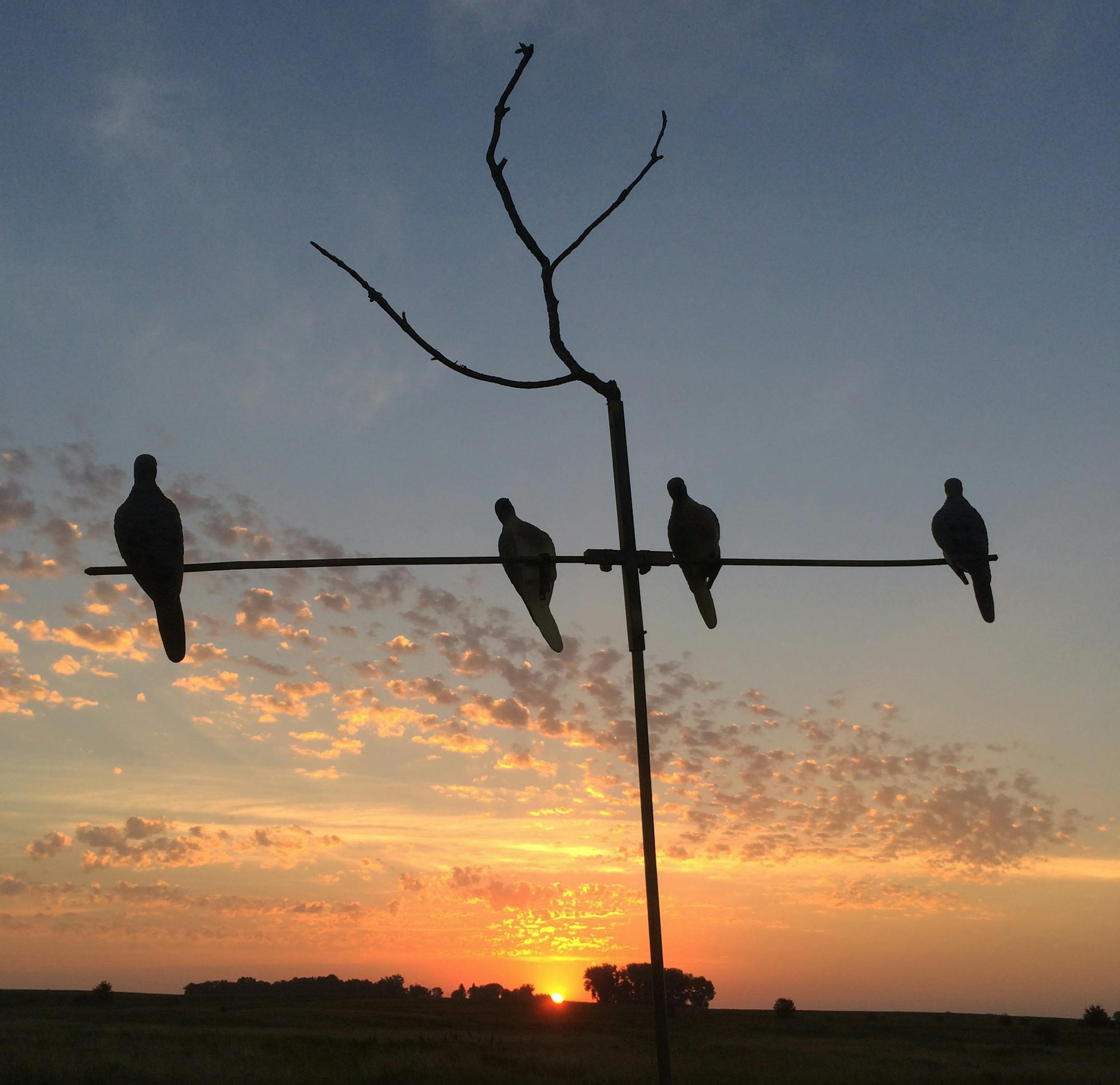 Sunrise silhouettes dove decoys last week as the 2015 mourning dove season began. Summerlike temperatures and high humidity greeted hunters. Star Tribune photo by Doug Smith
