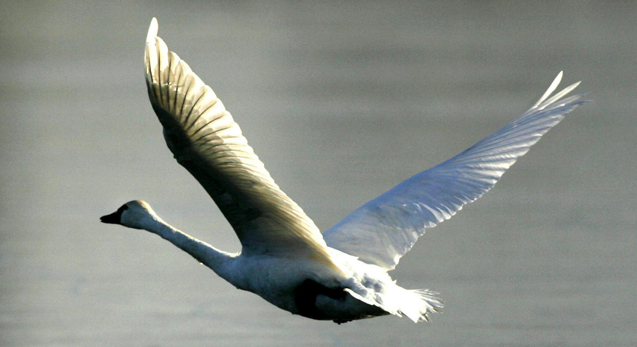 DAVID JOLES • djoles@startribune.com Brownsville, MN - Nov. 20, 2008- A lone tundra swan which had gotten seperated from larger flocks, lifts of of frozen Rieck's Lake in Alma Wisconsin. The annual tundra swan migration along the MIssissippi River through Minnesota and Wisconsin is nearing its end as many of the pools along the route have become frozen. An aerial survey conducted by the U.S. Fish and Wildlife Service on Nov. 17, estimated tundra swan numbers to be about 31,890 between poo
