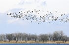 White-fronted Geese in South Dakota, above a small lake along Highway 212.