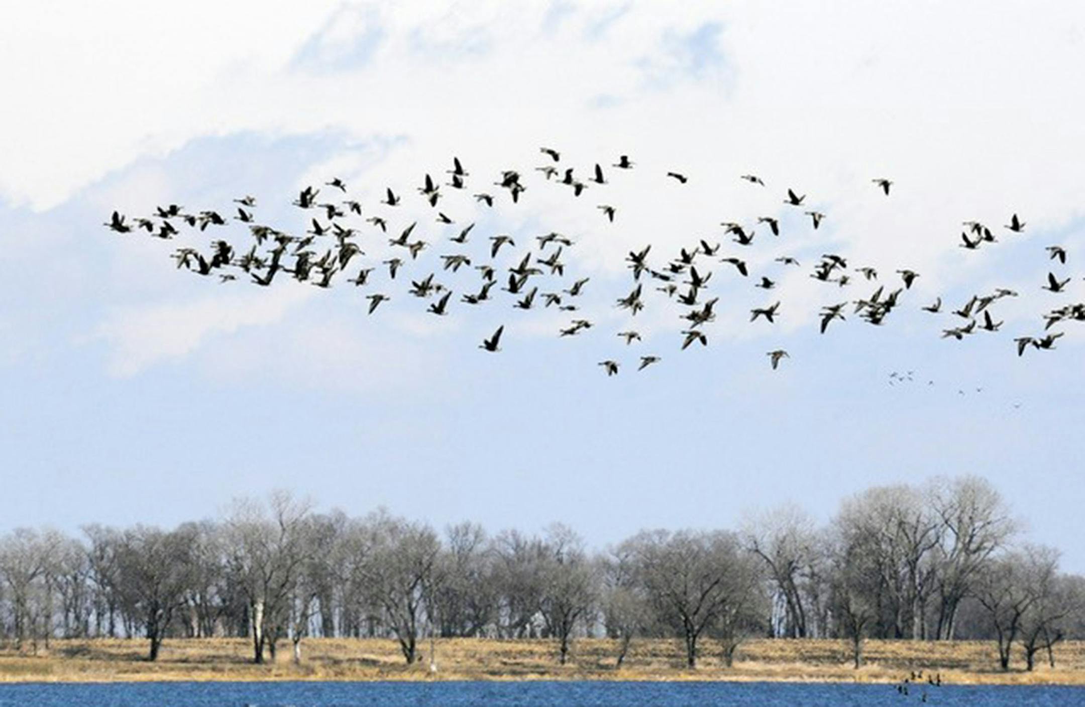 White-fronted Geese in South Dakota, above a small lake along Highway 212.