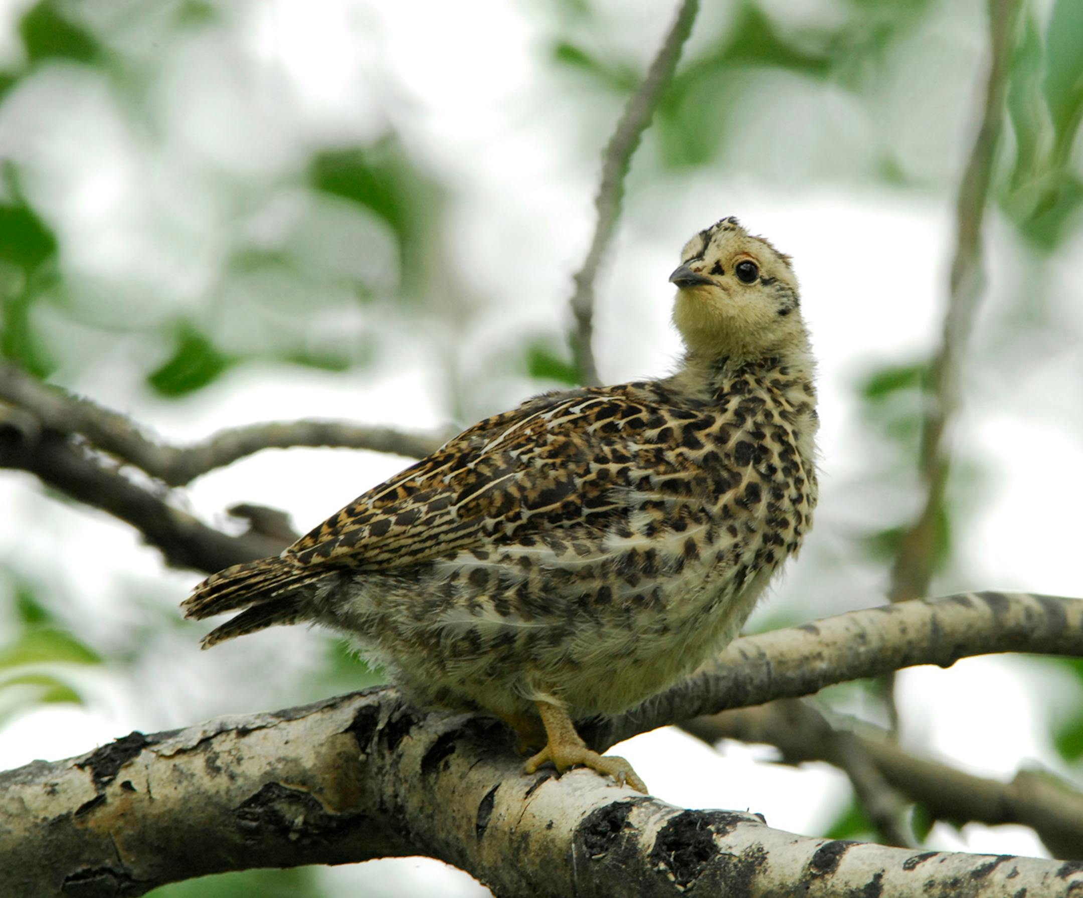 Spruce grouse chicks fill the fuzzy and cute quotient.