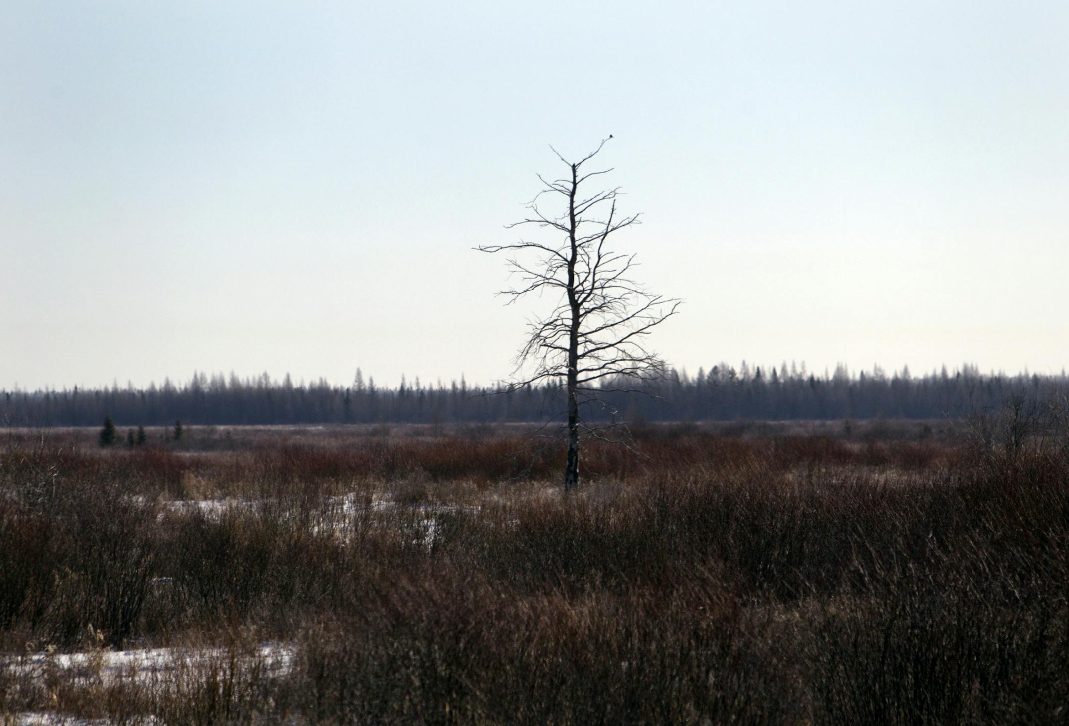 A lone grey jay perched in a barren tree in the brown, drab winter landscape of Sax-Zim Bog during the Sax-Zim Winter Birding Festival Saturday, Feb. 16, 2013, in Meadowlands, MN.
