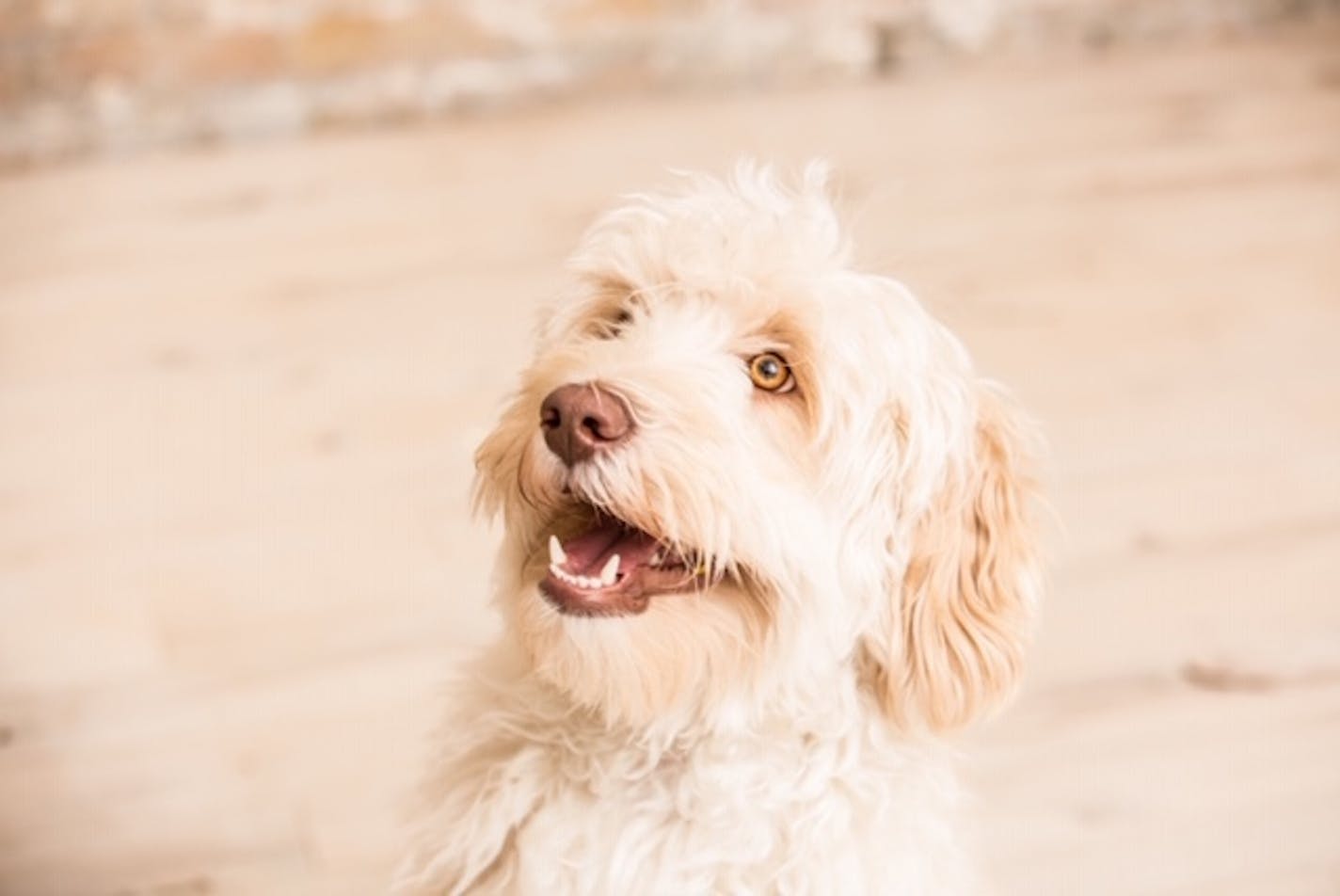 Waffles is a Minnesota dog with a pet trust.