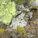 This sample of lichen on an Itasca County tree branch, seen under a microscope, shows many different species within a small area. Provided/ Natalia Mo