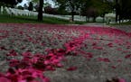 Memorial Day 2020 will be yet another strange holiday because of COVID-19 at Fort Snelling National Cemetery and beyond. Here, flower petals that fell
