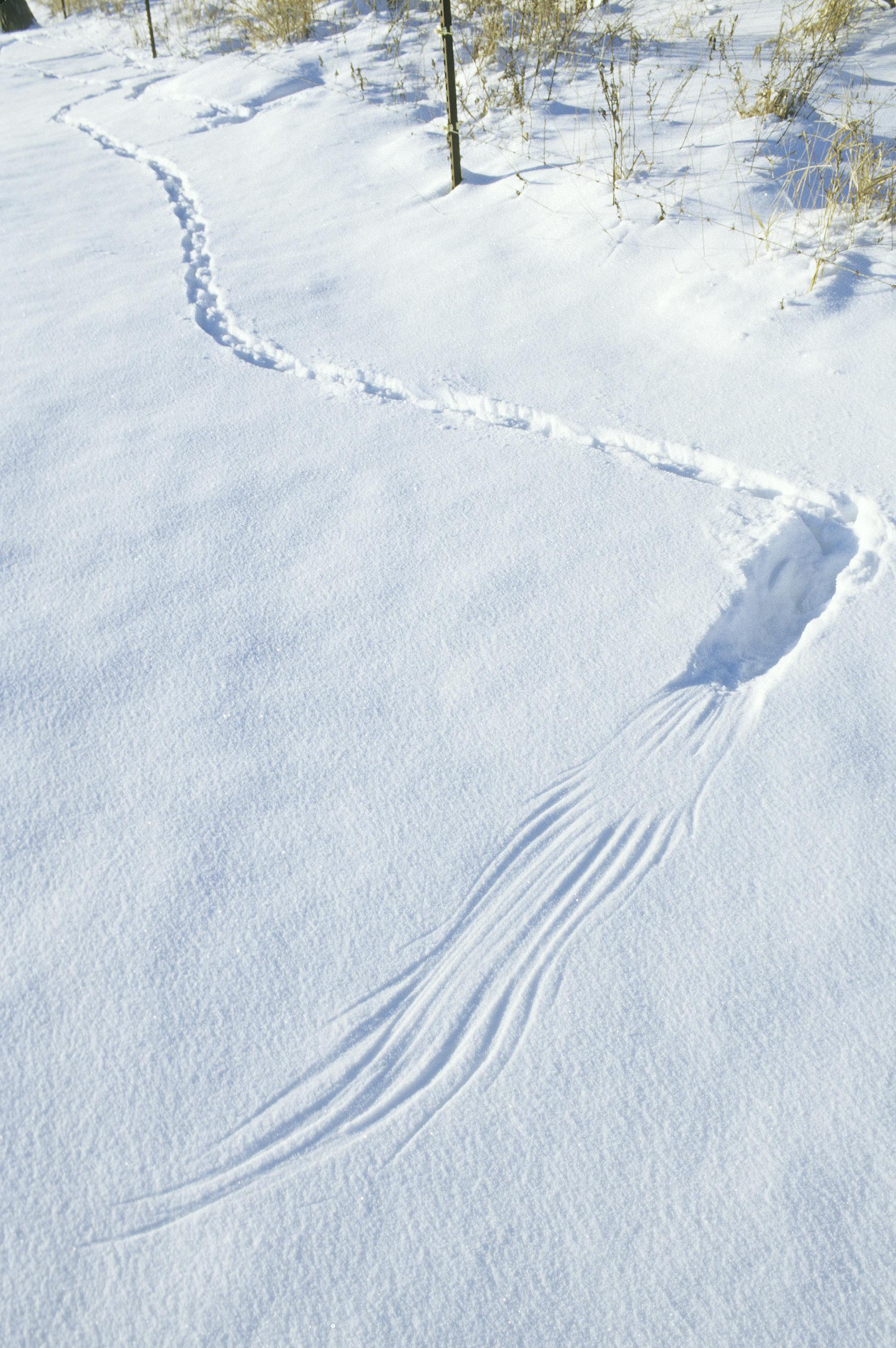 When a rooster pheasant landed on the snow, it left these artistic imprints. The foreground impressions are where the bird's tail dragged just prior to landing. Then the bird walked away down the fence line.