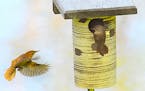 Jim Williams photo A pair of house wrens investigates a nest box sized for bluebirds.