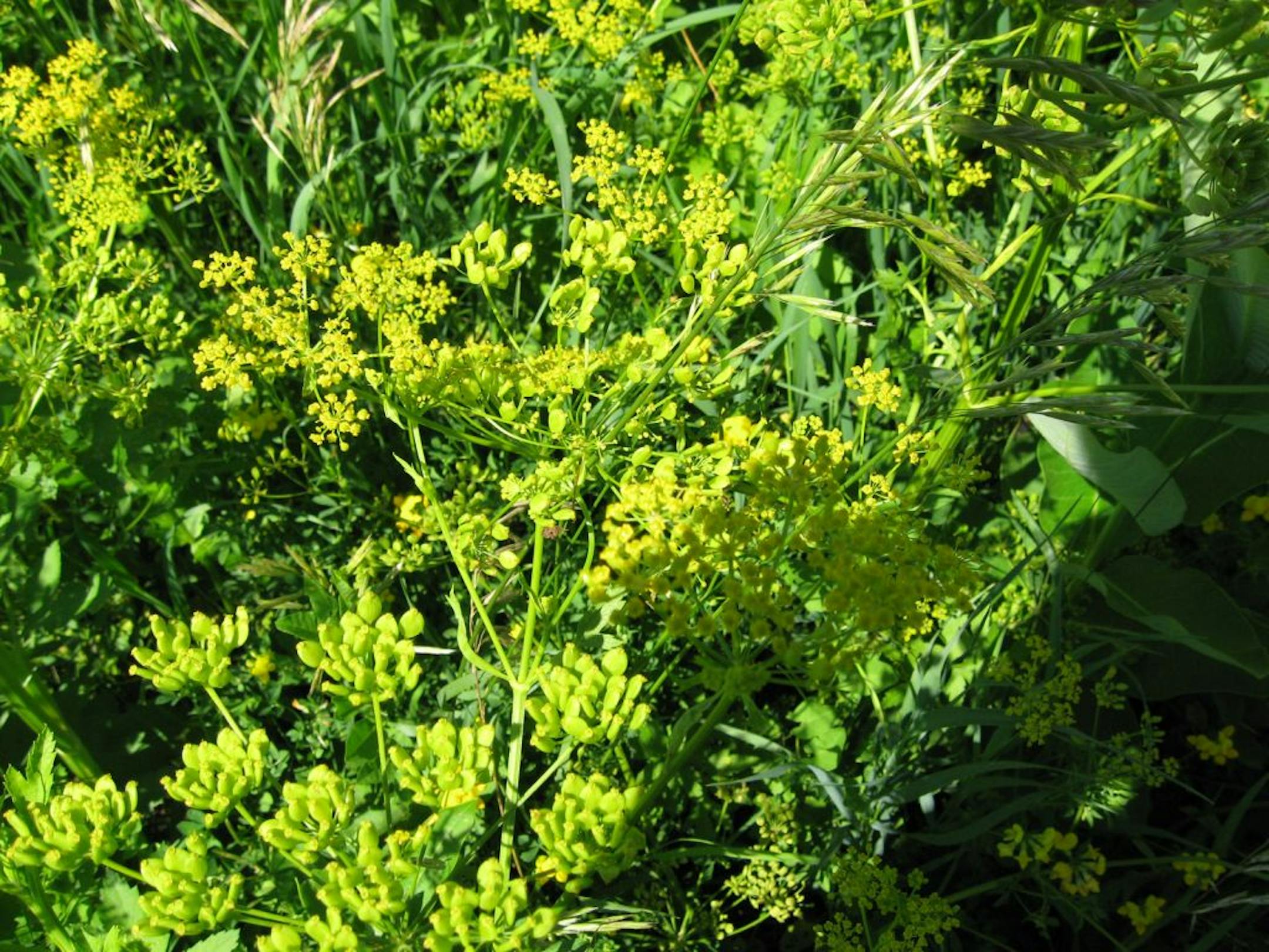 Wild parsnip.