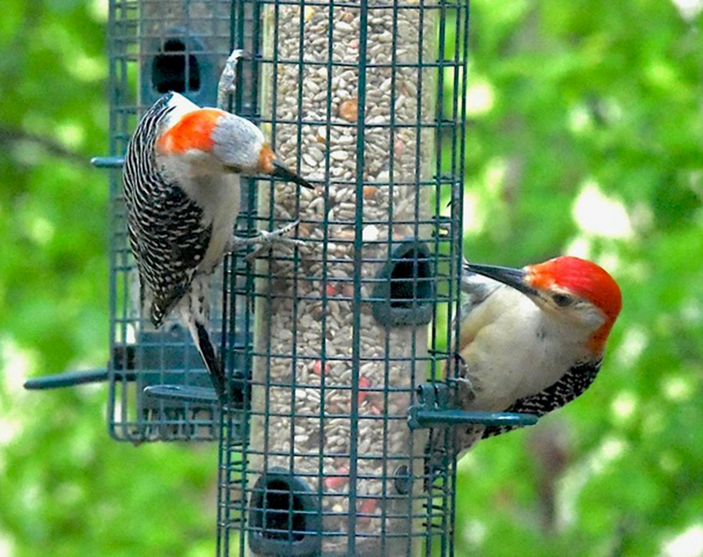 A red-bellied woodpecker pair. Jim Williams photo